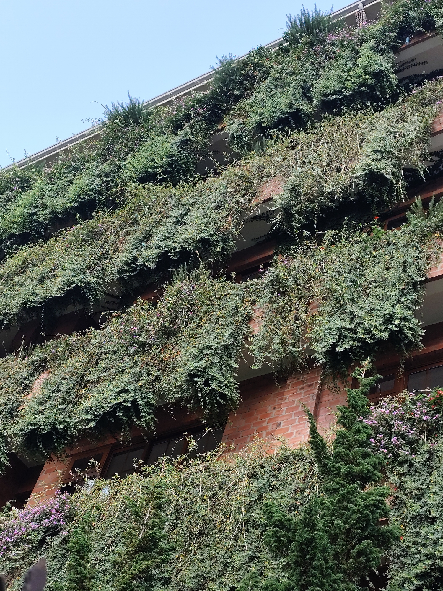 The photograph depicts a multi-story building completely covered in dense vegetation, located in Da Lat, Vietnam. The building appears to be constructed of red brick. Plants hang from each level, cascading down the exterior. Some flowering plants with purple blossoms are visible amidst the greenery. Tall, coniferous trees are situated at the base of the building. The sky is a clear, pale blue. The overall impression is one of a building integrated with its natural surroundings.