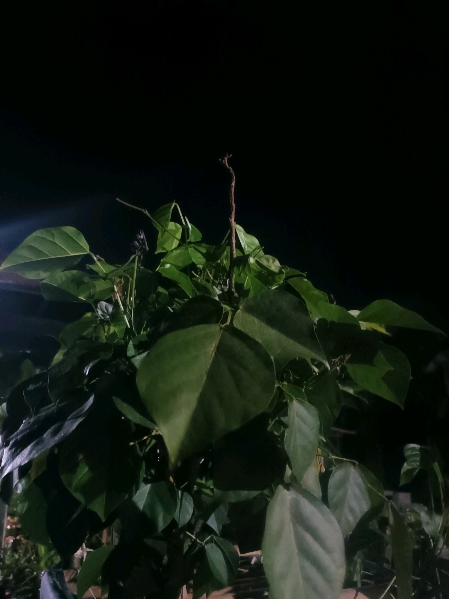 In Tabanan, Indonesia, at night, a close-up shot captures a cluster of lush green leaves of a plant against a dark, unidentifiable background. The lighting suggests an artificial light source, possibly a streetlamp or building illumination, casting subtle shadows and highlighting the texture of the leaves. One prominent leaf in the foreground displays clear venation, indicating it is healthy and well-formed. A thin, brown stem extends upwards from the center of the foliage, its tip bare and dry, suggesting it is either a new growth or a dying branch. The overall impression is one of natural beauty illuminated by man-made light in an urban setting.