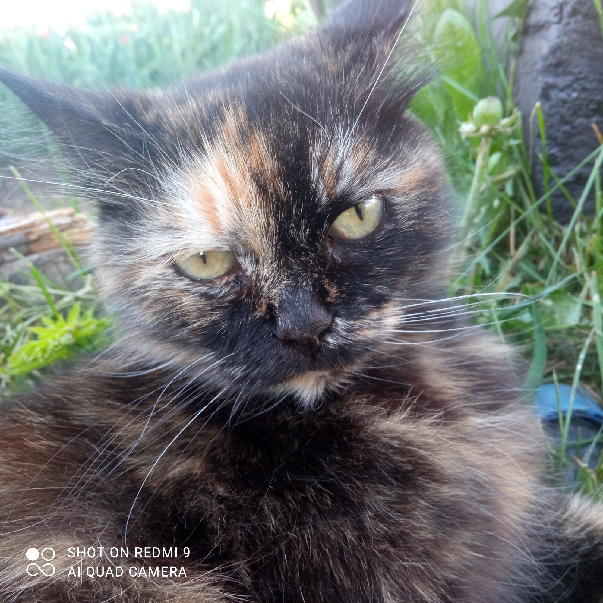 A tortoiseshell cat with yellow eyes is lying in grass. A wooden object is behind the cat, as well as a concrete object, and a blue object. The bottom left of the photo contains the text "SHOT ON REDMI 9 AI QUAD CAMERA". The location of Кемуль, Russia, is unknown.