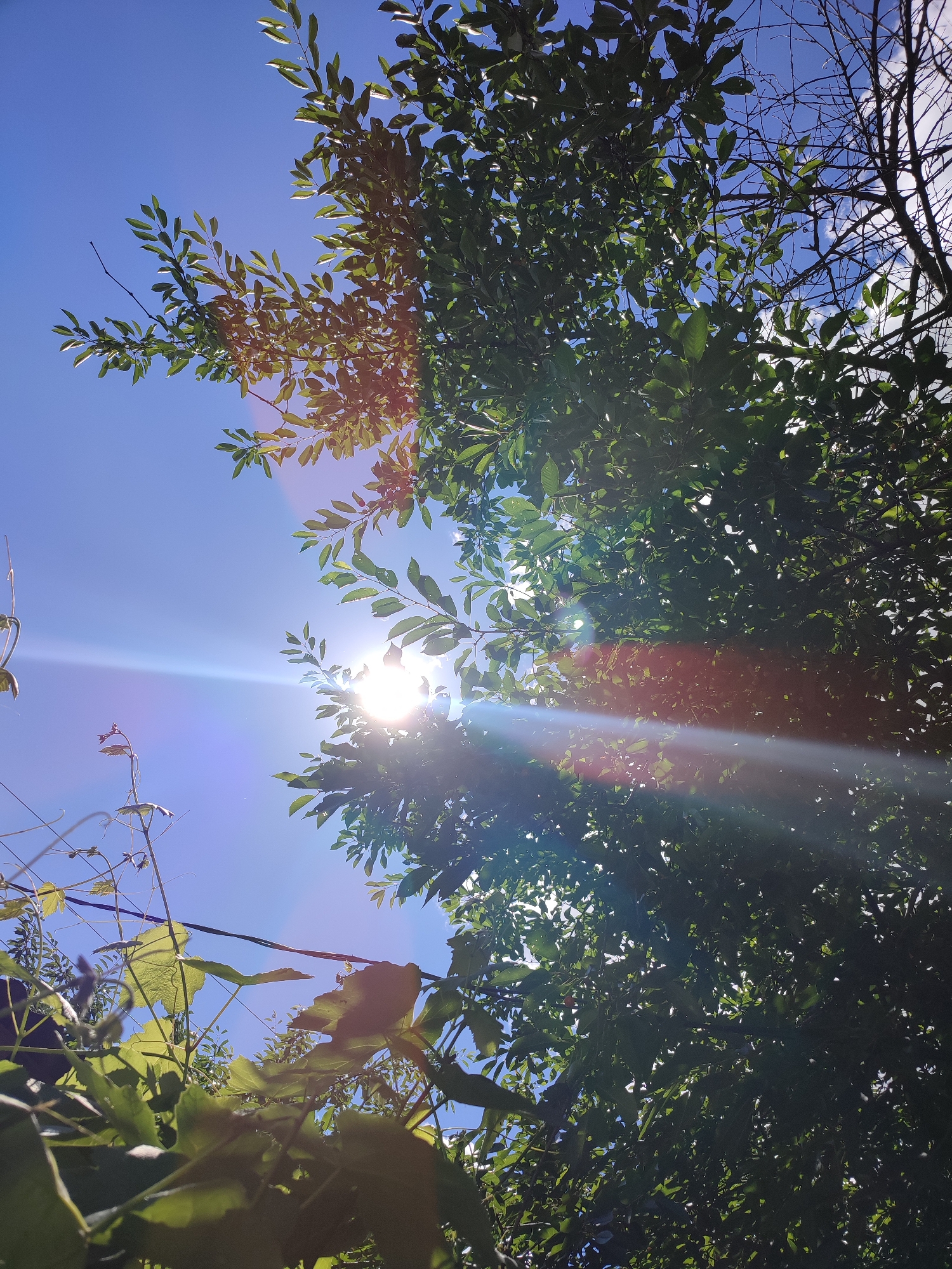 The image is a low-angle shot looking up into a clear blue sky, partially obscured by the dense foliage of trees and vines. The sun is prominent, shining brightly and creating a lens flare effect with streaks of light and color across the frame. Several branches with green leaves are visible, some silhouetted against the sky, while others are backlit by the sun. In the foreground, there are also some lighter green leaves and thin tendrils of vines. The overall impression is one of a sunny day in a natural setting, likely a park or garden within the city of Shyshaky, Ukraine. No people or animals are visible in the image.