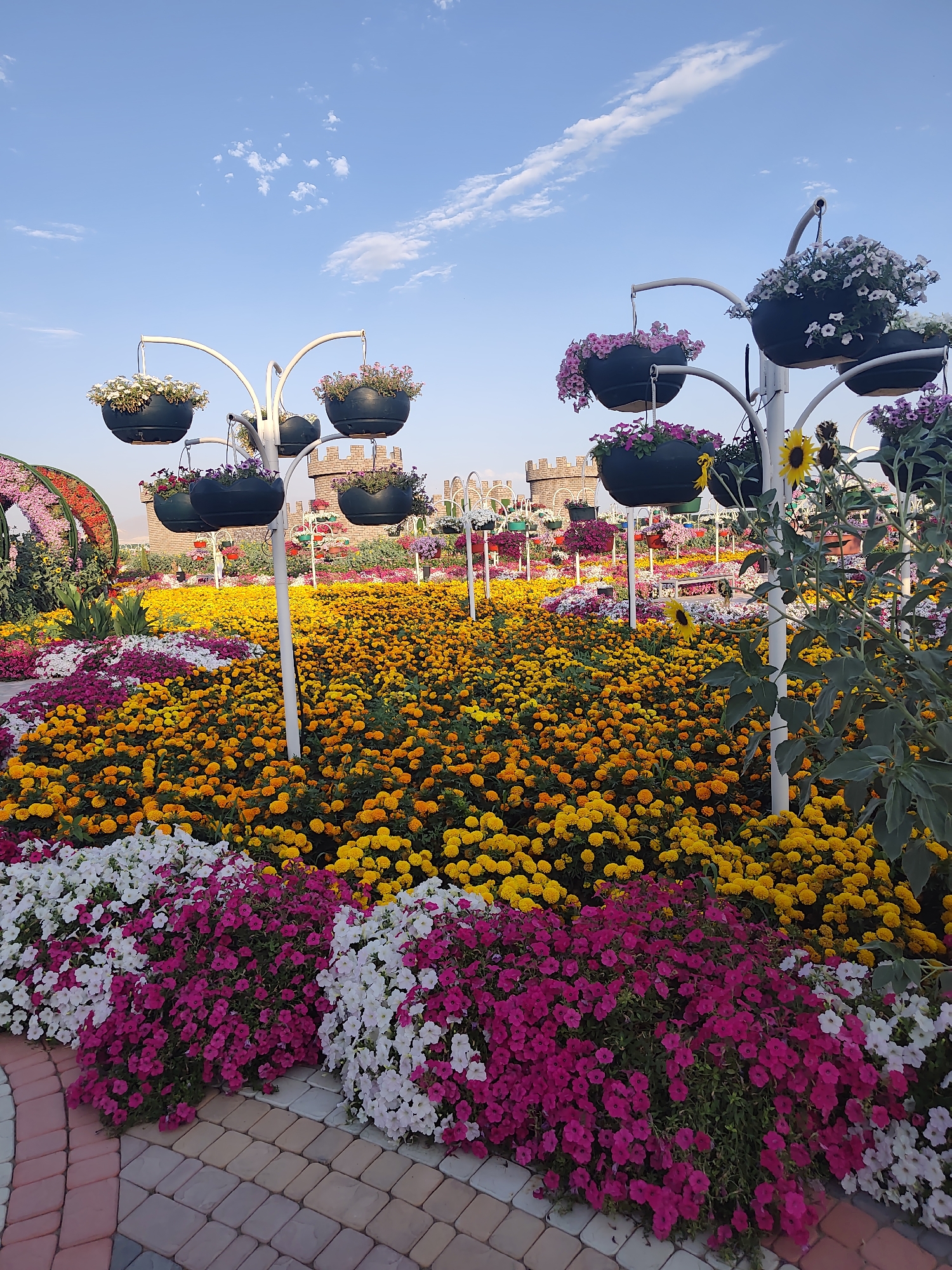 The image depicts a vibrant floral garden under a clear blue sky with scattered white clouds. The foreground is dominated by a dense planting of pink and white petunias, bordered by a patterned brick walkway. Behind the petunias, a vast expanse of orange and yellow marigolds stretches into the distance. In the midground, several tiered flower stands are visible, each holding dark planters filled with various colored flowers, including pink, white, and purple. The background features structures resembling castle walls and turrets, adorned with additional hanging flower baskets. A tall sunflower stands to the right of the frame, its yellow petals catching the sunlight. The overall scene conveys a meticulously maintained botanical display, likely a tourist attraction. The location is identified as Khor Virap, Armenia.