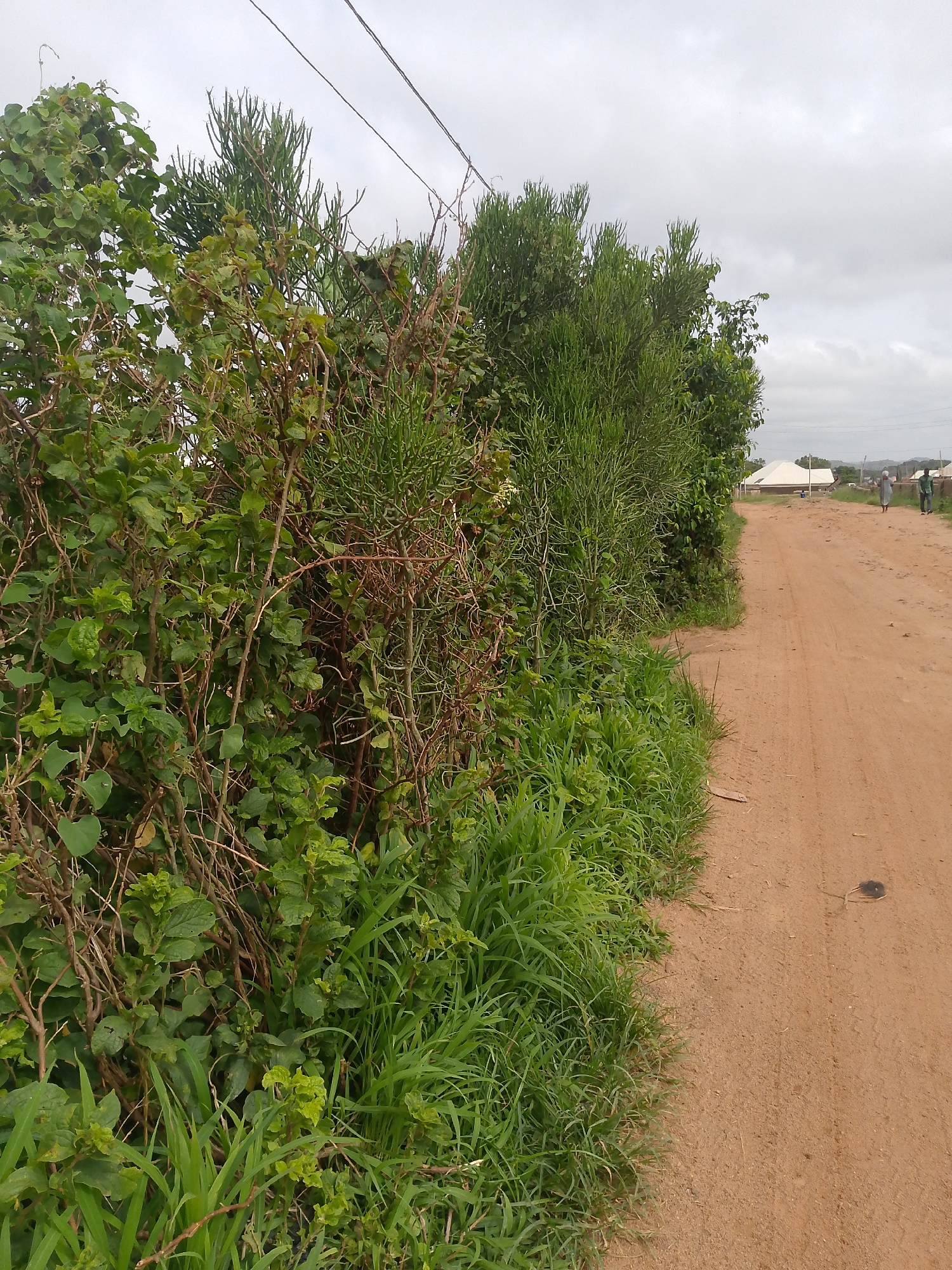 The image depicts a dirt road curving to the right, bordered by dense green foliage on the left. The sky is overcast, with white and gray clouds dominating the upper portion of the frame. In the distance, several structures with white roofs are visible, along with two individuals walking away from the camera on the road. The vegetation on the left consists of various plants, including some with thorny branches and others with a more bushy appearance. The road surface is sandy and appears to be slightly damp in places. The overall scene suggests an outdoor environment in a rural or semi-urban setting.