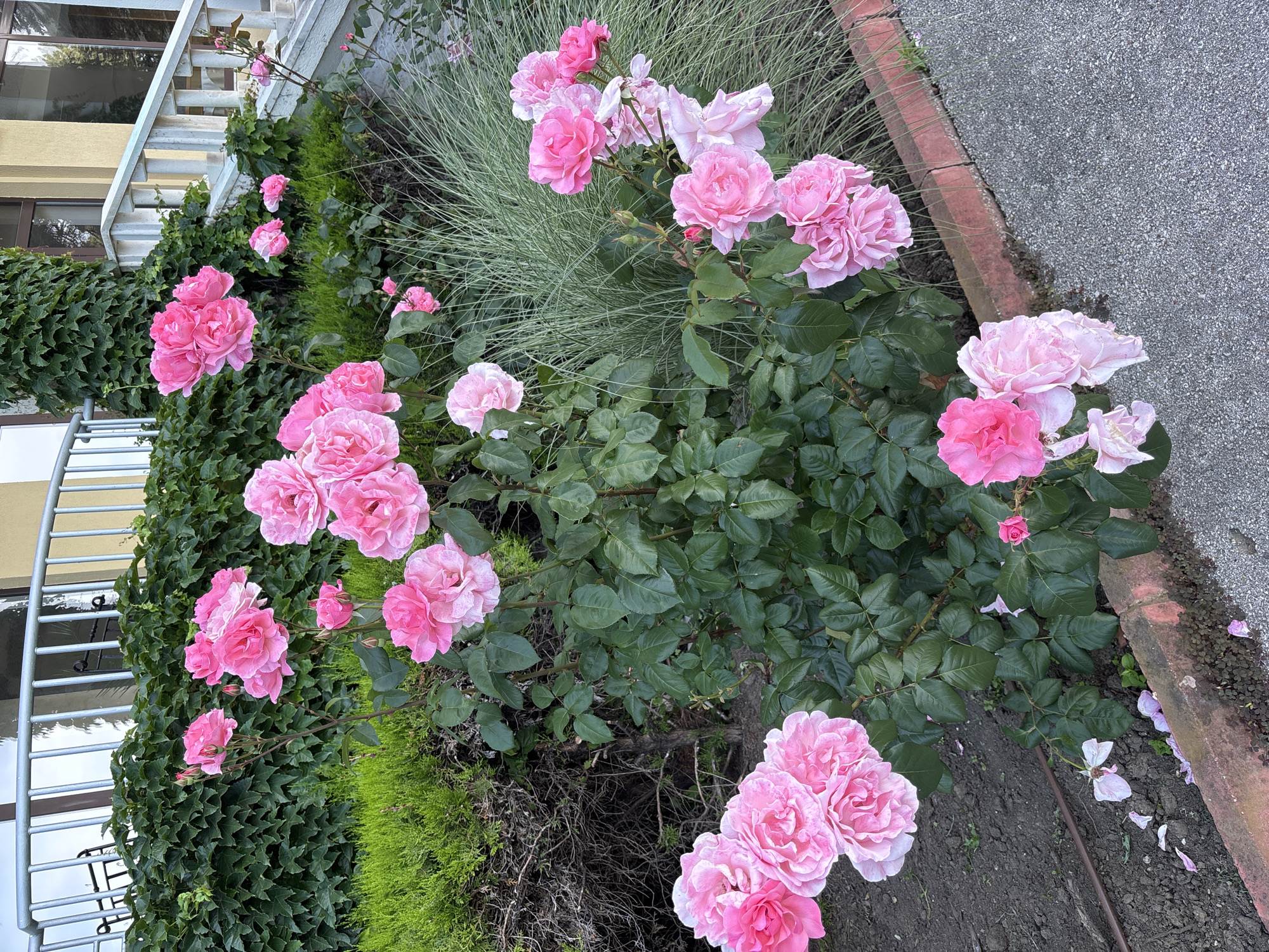 This is a photograph of a cluster of pink roses in front of a building with a light yellow facade and a white railing. The roses are in various stages of bloom, with some fully open and others still in bud. They are a vibrant pink, with some lighter shades and hints of white. The rose bush has dark green leaves. In the background, there is a wall covered in ivy, and a staircase with a white railing. There are also some green bushes and tall, thin grasses to the right of the rose bush. The ground in front of the roses is dark soil, with a red brick border. Fallen rose petals are visible on the ground. The scene is outdoors, likely in a garden or landscaped area. The building appears to be residential or possibly a public building. The presence of ivy and the architectural style suggest a location in Varna, Bulgaria, potentially near the sea, given the climate that supports such flora. There are no people or animals in the image.