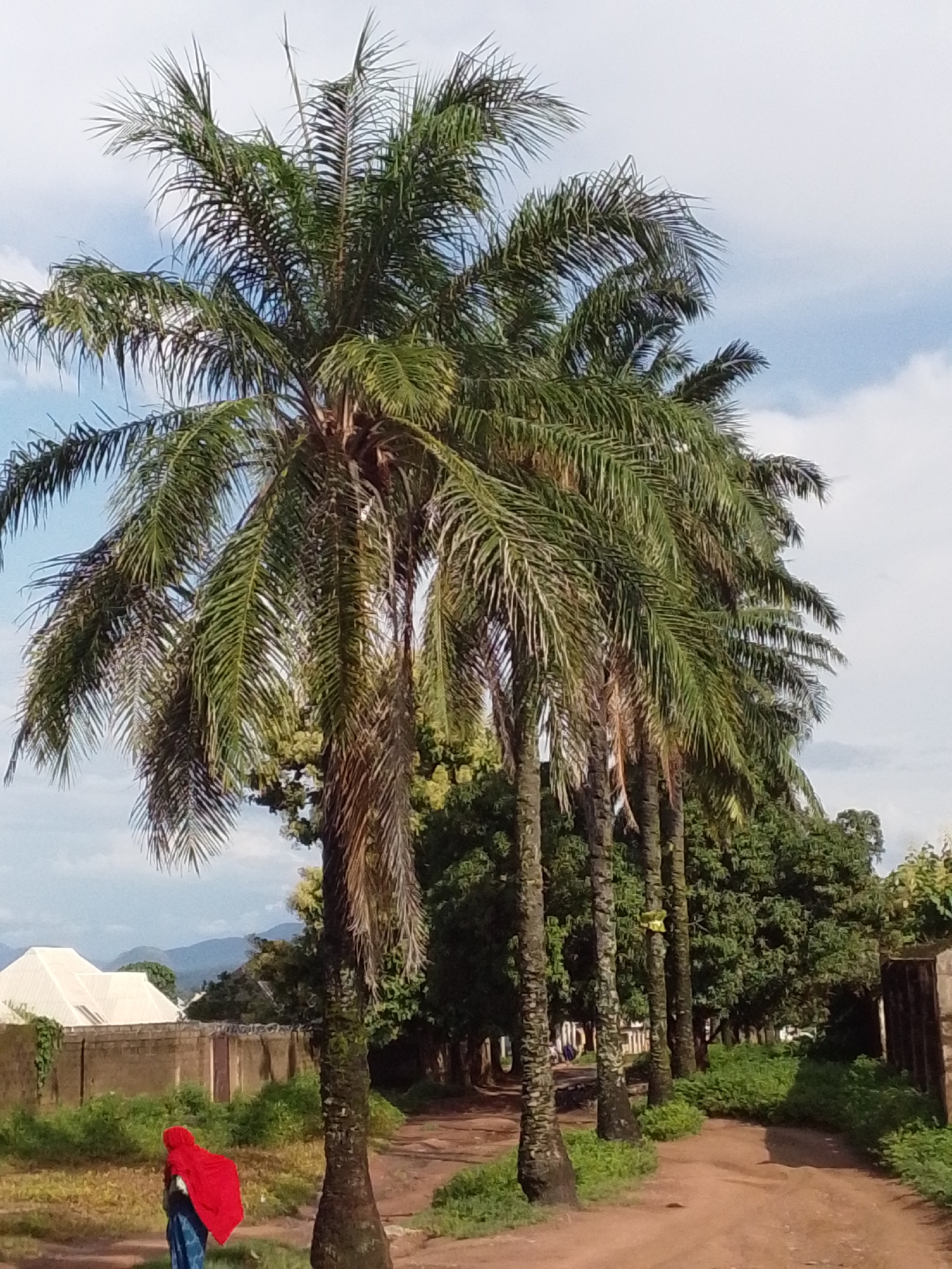 A dirt road curves through a natural landscape, lined by a row of palm trees on the left. A woman wearing a red headscarf and a blue and white patterned skirt walks away from the viewer, towards the left side of the frame, on the dirt path. In the background, a beige brick wall runs horizontally across the scene, partially obscured by lush green vegetation. Beyond the wall, a white building with a steeply pitched roof is visible, set against a backdrop of rolling hills and mountains under a partly cloudy sky. The overall scene appears to be an outdoor setting in Serti, Nigeria, possibly a rural or semi-rural area.