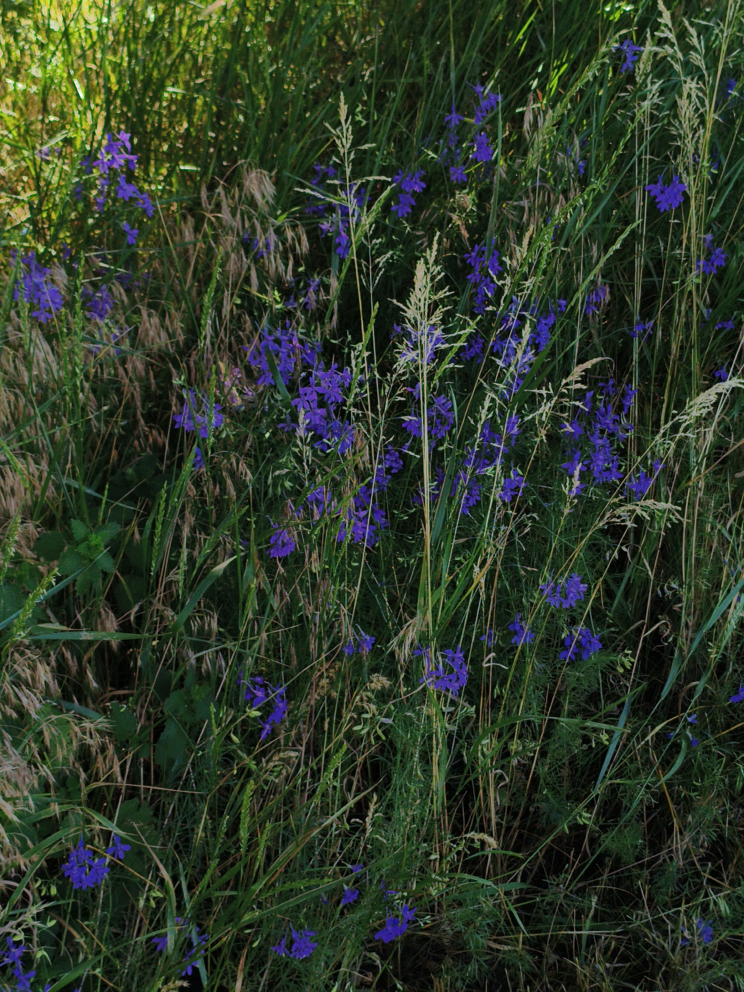 The image shows a close-up, top-down view of a dense patch of wild vegetation, predominantly consisting of tall green grasses and smaller plants with delicate purple flowers. The flowers appear to be delphinium or a similar species, with multiple small blossoms clustered on slender stems. Some dried grasses and seed heads are also visible, adding texture and a muted brown contrast to the vibrant green and purple. The lighting suggests it is daytime, with some areas of bright sunlight filtering through the foliage, creating highlights and shadows. The overall impression is one of a natural, overgrown meadow or roadside area. The location is Ustyvytsia, Ukraine.