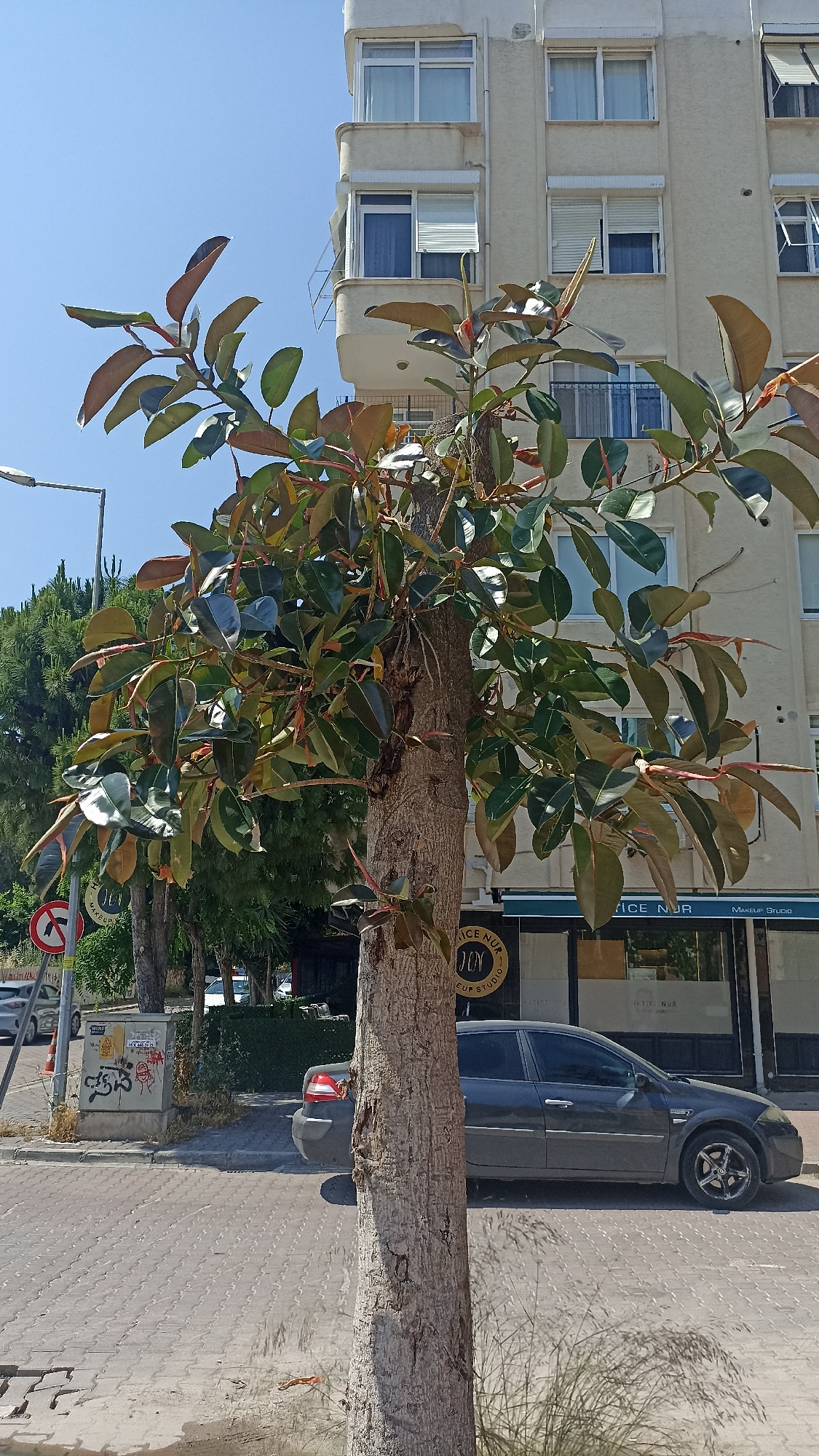 The image presents a sunlit street scene, dominated by a large tree with broad, glossy, dark green leaves and reddish new shoots in the foreground. The tree, possibly a Rubber Fig (Ficus elastica), stands on a paved sidewalk. To the left, a grey utility box covered in graffiti is visible, along with a circular red street sign indicating "No Left Turn."
Behind the tree, a dark grey sedan, identifiable as a Renault Megane, is parked along the curb. Further back, a shopfront with a dark awning is visible, featuring a sign that reads "ICE NUR" and "MAKEUP STUDIO," with a yellow "JOV" logo.
In the background, a multi-story residential building with light-colored walls and numerous windows, some equipped with white roller shutters, rises towards a clear blue sky. The bright sunlight casts distinct shadows, suggesting the time of day is around midday or early afternoon. The scene is static, depicting a typical urban environment under clear weather conditions.