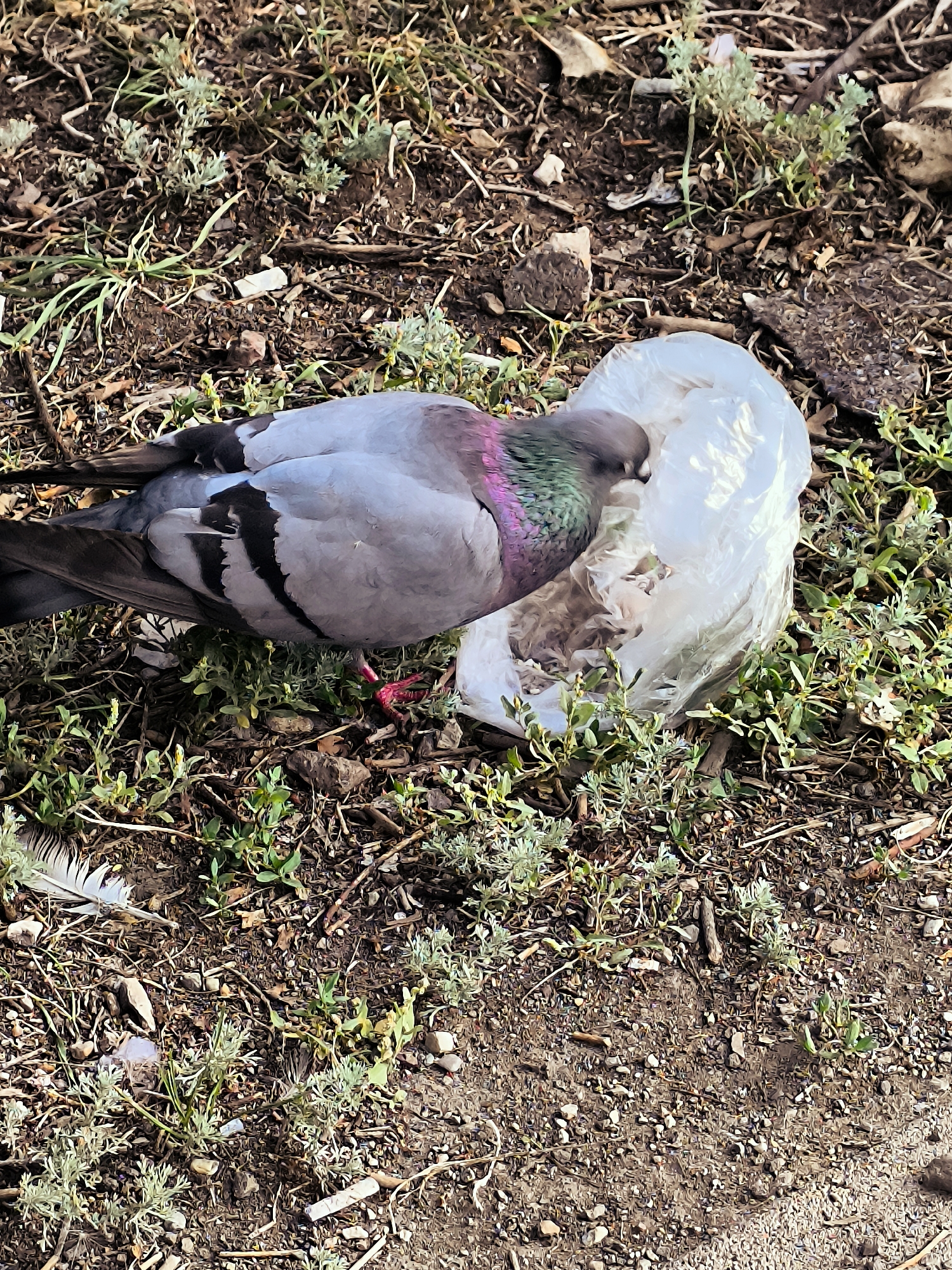 A pigeon is shown lying on the ground, partially obscured by a clear plastic bag. The pigeon is predominantly gray with iridescent green and purple feathers on its neck. Its head is tucked into the plastic bag. The ground is covered with dirt, small green plants, and some dry debris. A white feather is visible to the left of the pigeon. The scene appears to be outdoors, possibly in an urban or park setting. The location is the city of Qarağandı city administration, Kazakhstan.