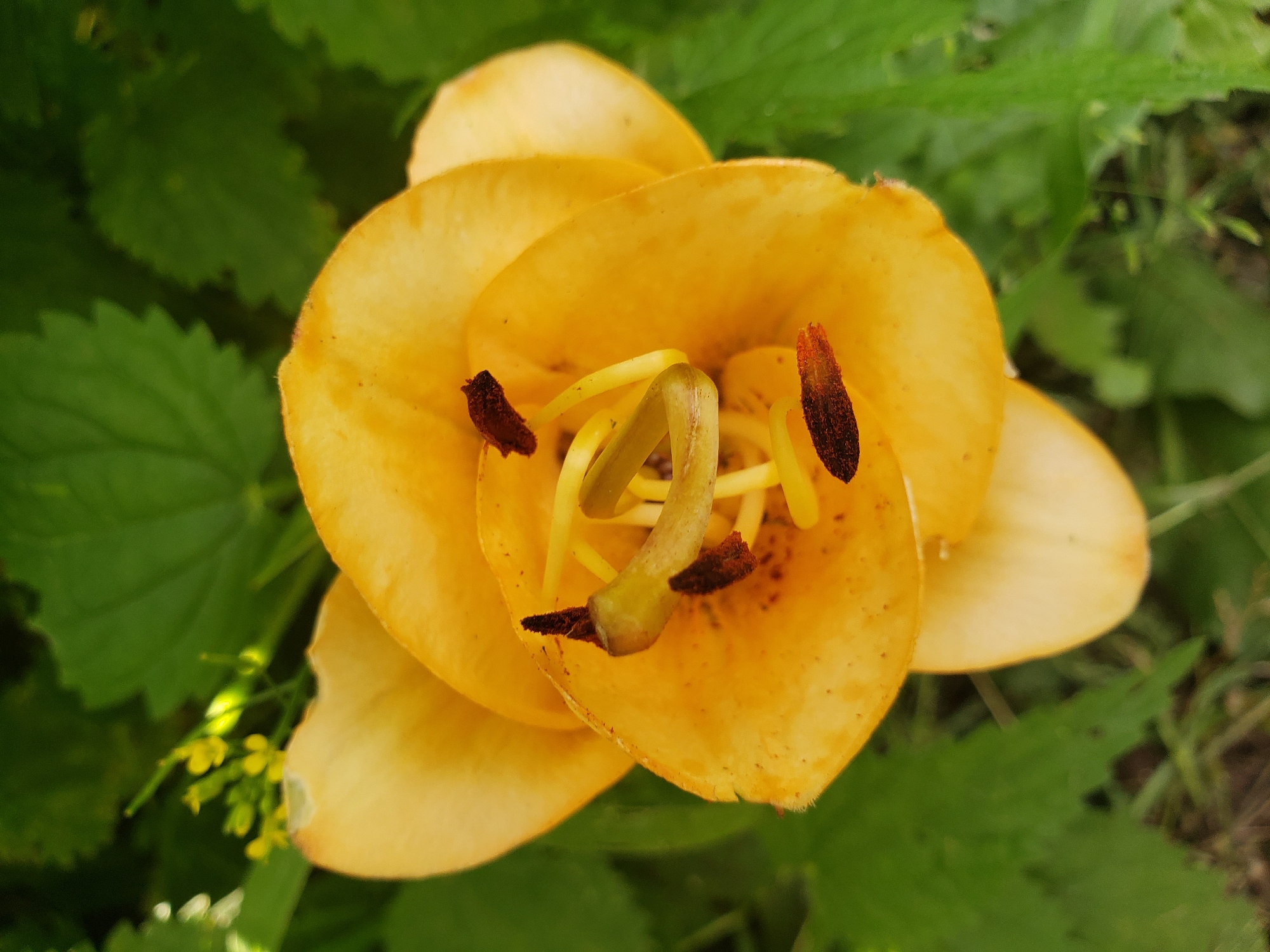A close-up, top-down view captures an open, orange lily with delicate, elongated petals. The flower's stamens, tipped with dark brown pollen, are visible in the center. The lily is set against a backdrop of lush green foliage and hints of dry grass and soil at the bottom of the frame. The lighting suggests an outdoor setting, possibly a garden or park, with natural daylight illuminating the scene. The image does not provide any information regarding its specific location within Nizhny Novgorod, Russia, nor does it contain any people or indicate any specific actions or interactions.