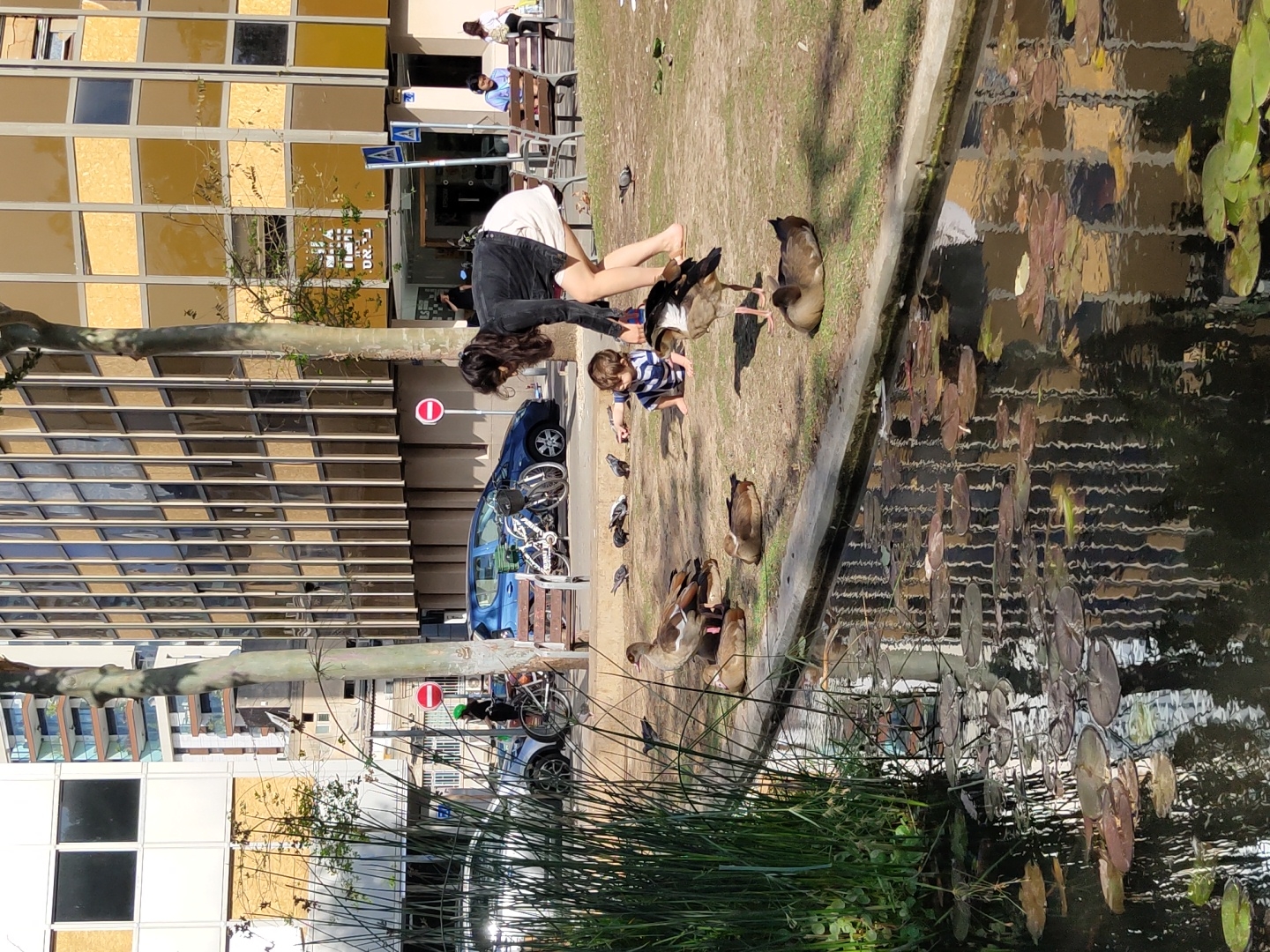 Here is a detailed description of the image:
**Setting**: The scene is a park area in Tel-Aviv, Israel. The park borders a pond or small lake with lily pads visible on the surface. A modern building with multiple square windows is in the background. A blue car with bicycles attached to it is parked near the area where people are interacting with the wildlife. There are several 'no entry' road signs visible in the background.
**People**: A woman with long, dark hair is bending over towards a child. The child is wearing a striped shirt. Both are interacting with the birds (ducks and pigeons) near the edge of the pond. There are other people sitting on benches in the background.
**Wildlife**: There are several ducks and pigeons gathered around the edge of the pond, presumably being fed by the people present.
**Objects**: Besides the people and wildlife, there are several key objects in the frame, including:
- Lily pads floating in the pond.
- A blue car with bicycles attached to the back, parked nearby.
- Several pigeons scattered around the ground.
- A building with multiple window panes, some of which appear to be boarded up.
- Road signs with 'no entry' symbols.
**Actions and Interactions**: The woman and child are likely feeding the ducks and pigeons, as the birds are congregated around them. The people on the benches in the background appear to be simply observing the scene.
**Environment**: The overall environment suggests a park or green space in an urban setting. The presence of a pond, birds, and people creates a relaxed and natural atmosphere within the city.