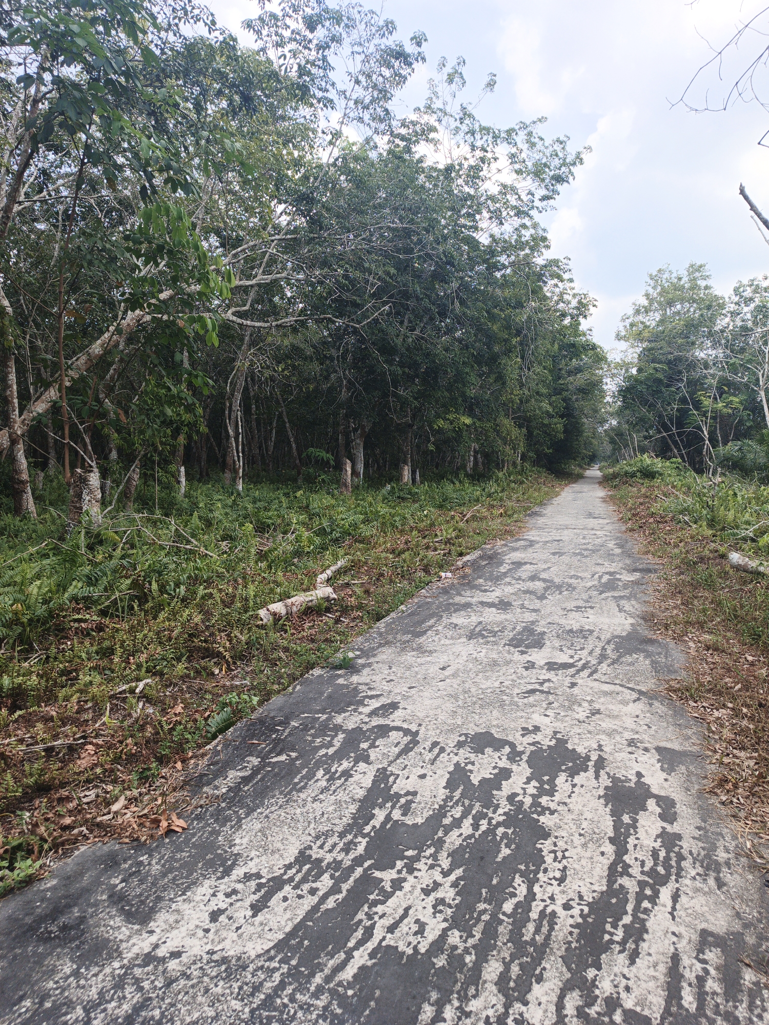 A paved road, showing signs of wear and tear with patches of missing asphalt, curves through a dense forest. The road is flanked on both sides by lush green vegetation, including ferns and leafy trees, with fallen branches scattered on the ground. The sky above is partially cloudy with a light blue hue. The scene appears to be a quiet, natural setting, likely in a rural or undeveloped area.