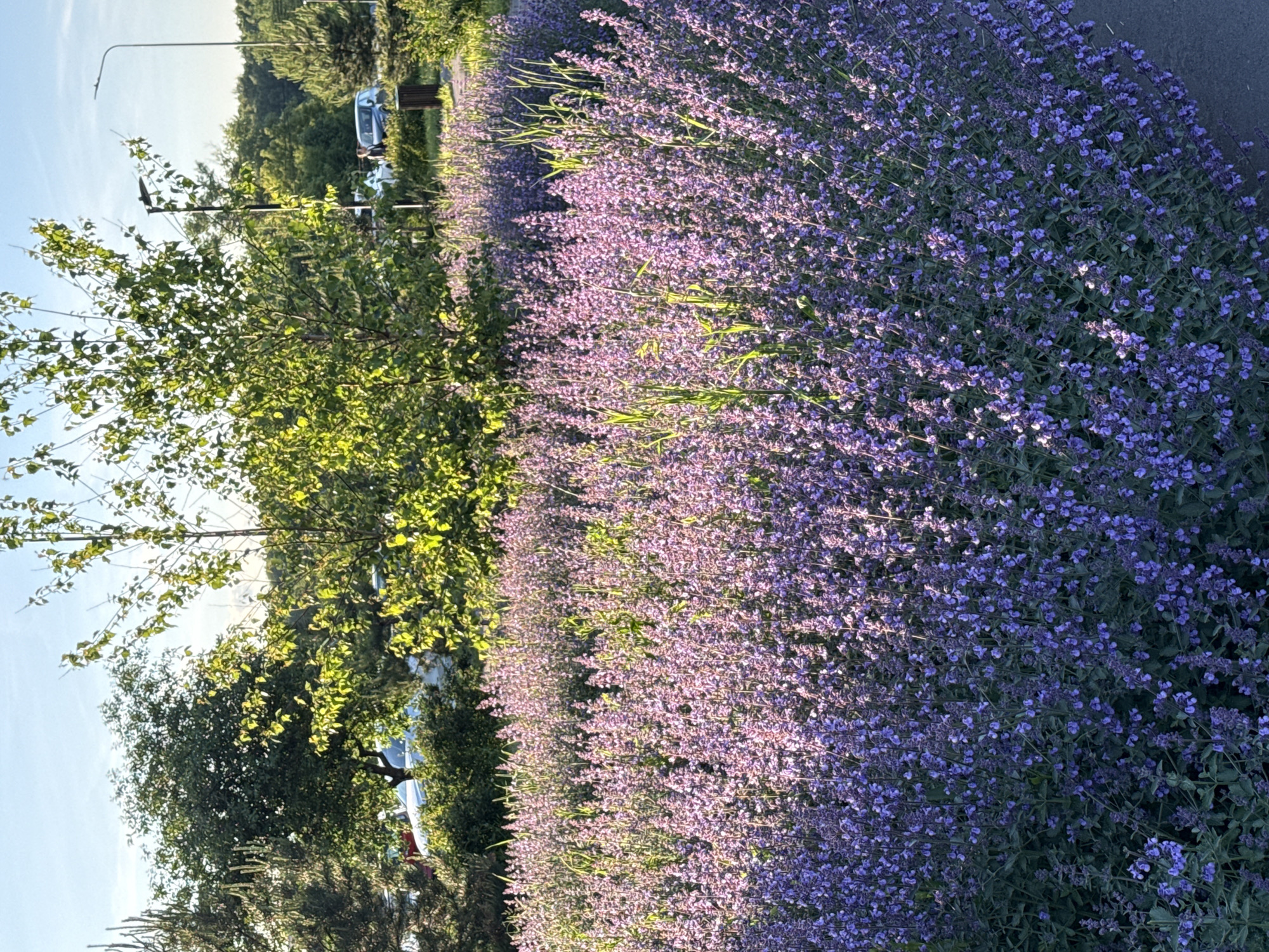 The image depicts a vibrant outdoor scene, likely a landscaped area within an urban or suburban environment. The most prominent feature is a long, dense bed of small, purple-blue flowers, possibly lavender or catmint, stretching diagonally across the frame. These flowers are in full bloom, with sunlight catching their petals, creating bright highlights.
To the left of the flower bed, a variety of green trees and bushes are visible, their foliage appearing lush and healthy. In the background, through the greenery, several elements of a developed area can be discerned. A light-colored vehicle, possibly a car or van, is partially visible, along with what appears to be a public bench or bin. A tall streetlamp with a curved arm stands in the upper left portion of the image. The right side of the flower bed borders a paved surface, suggesting a sidewalk, path, or road.
The lighting indicates either late afternoon or early morning, with the sun low in the sky, casting a warm, golden glow on the flowers and foliage. The sky is bright and clear, suggesting fair weather. There is no discernible activity taking place, presenting a static, tranquil view of a well-maintained public space. No visible text is present in the image.
