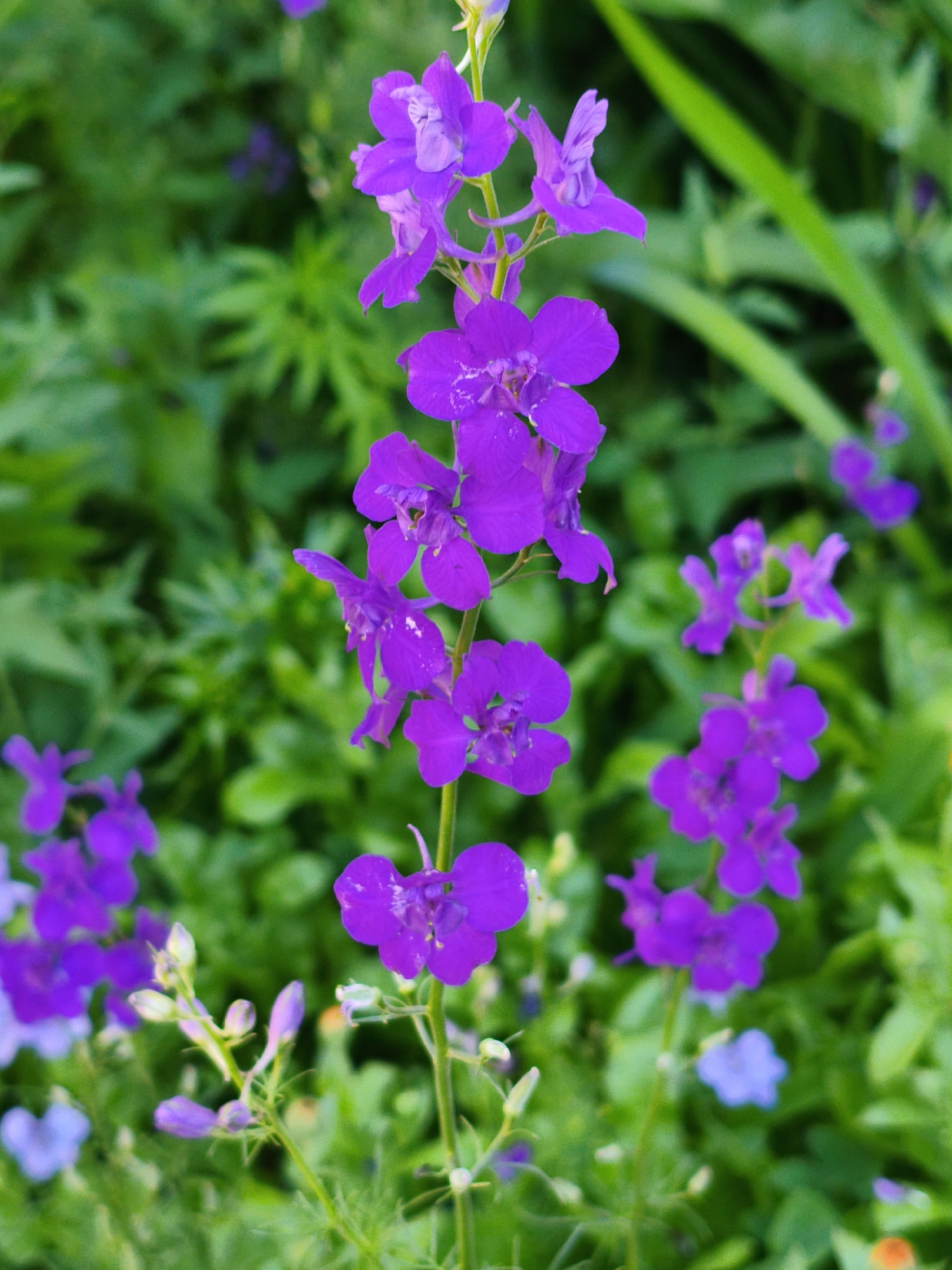 The image shows a close-up of a stalk of purple delphinium flowers in bloom, set against a blurred green background of foliage. The flowers are vibrant and detailed, with intricate petal structures. Some buds are visible at the top of the stalk, suggesting the plant is still growing. The lighting is natural, highlighting the texture and color of the petals. The scene appears to be in a garden or natural setting, likely outdoors. No specific landmarks or elements indicate a location within the city of Orenburg, Russia. The image is a still life, focusing entirely on the flora.
