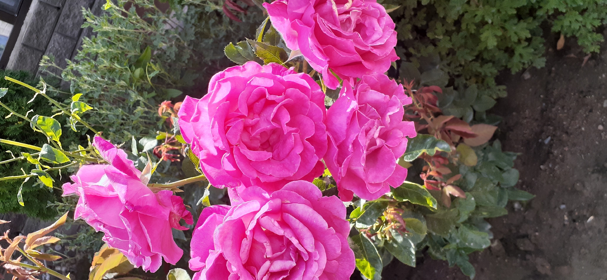 This is a close-up, vertical, outdoor photograph of a cluster of pink roses in bloom. The roses are the primary subjects, filling most of the frame. The petals are layered and ruffled, with some appearing slightly creased or unfurled. Sunlight illuminates the flowers, creating bright highlights and soft shadows. The background is a mix of green foliage, some dried leaves, and a blurred brick wall and building structure. The soil in the foreground is dark and appears to be a garden bed. The image shows no people or animals. The scene appears to be a garden setting.