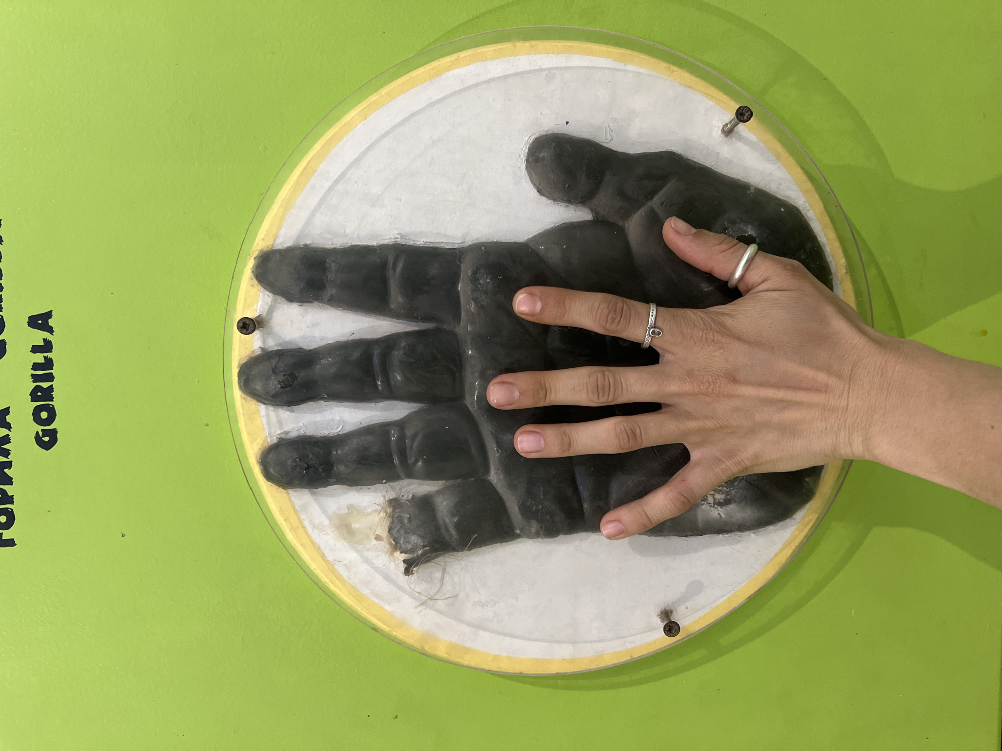 A human hand, adorned with two rings, is superimposed over a large, dark-colored cast of a gorilla's hand. The gorilla hand impression is displayed within a circular frame, featuring a white interior and a yellow border, which is affixed to a bright green wall. Above the gorilla hand cast, text reads "GORILLA" in bold, black capital letters. The overall setting suggests an exhibit or display, possibly in a museum or zoo, within the city of Sofia, Bulgaria.