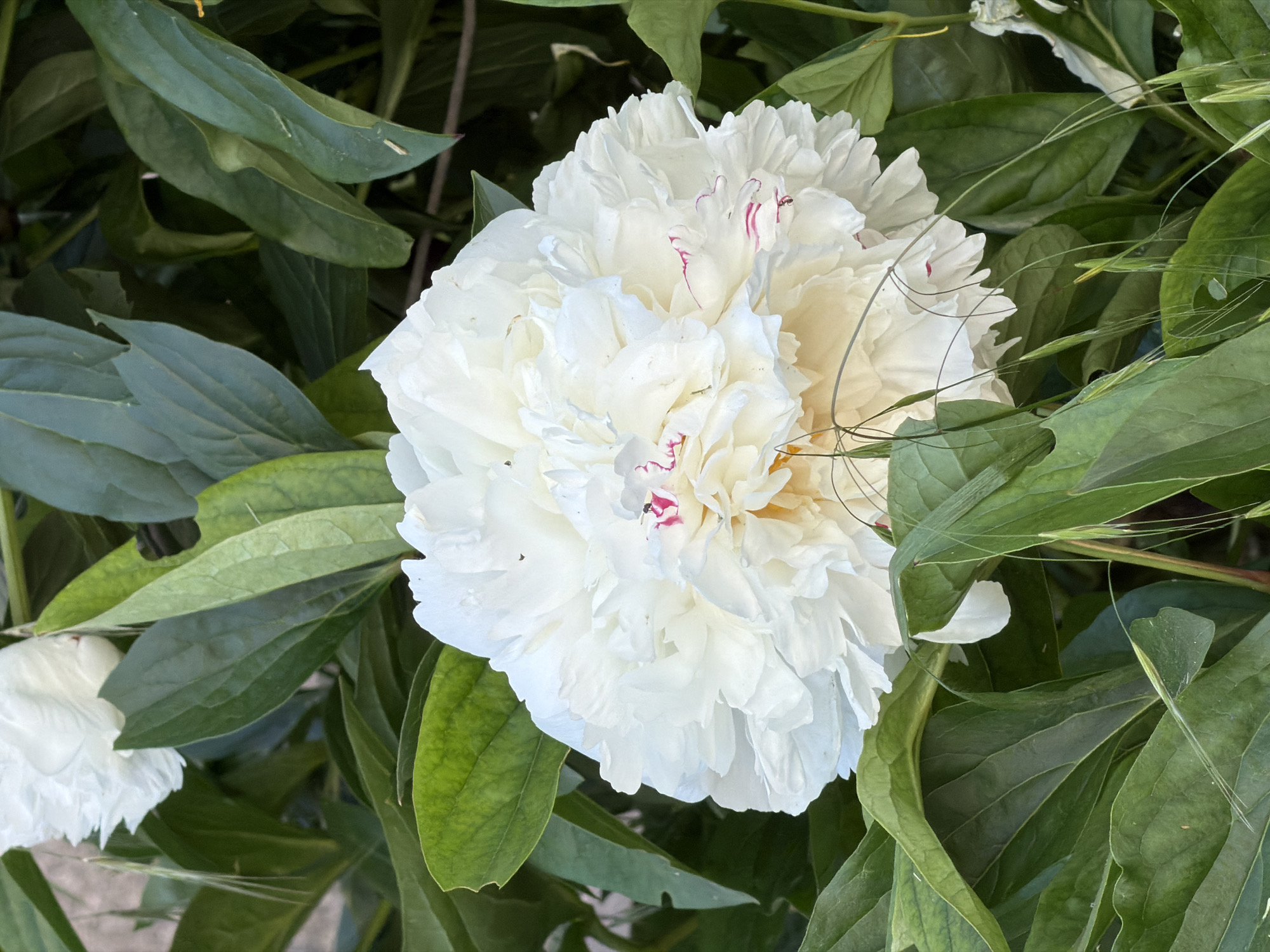 A close-up, high-angle shot captures a large, fluffy white peony in full bloom, positioned slightly off-center in the frame. The peony, with its numerous delicate petals, has subtle hints of pink streaking through its center. It is surrounded by lush, dark green foliage, with some leaves overlapping and partially obscuring the flower. The lighting suggests it is daytime, with bright light illuminating the peony and casting soft shadows on the leaves. Fine, wispy grass-like stems are interspersed among the leaves and around the flower. In the upper left corner, a glimpse of another white peony bud is visible. The scene appears to be an outdoor garden setting. This image was taken in Sofia, Bulgaria.
