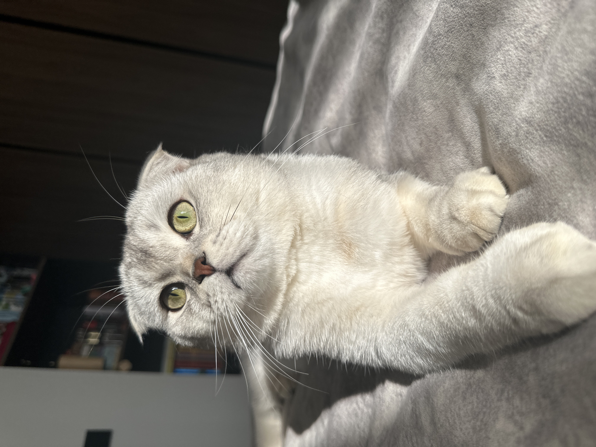 A light gray Scottish Fold cat is lying on a gray blanket. The cat has green eyes and a pink nose. The cat is facing the camera. The location of the image is indeterminate, and no evidence suggests it was taken in Khimki, Russia.