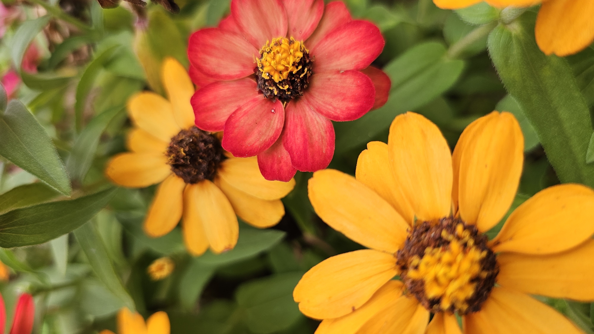 A close-up, vertical shot captures a cluster of bright, daisy-like flowers with yellow and red petals against a backdrop of lush green foliage. The flowers are in sharp focus in the foreground, with their brown centers and delicate petals clearly visible. The red flower, in the upper right quadrant, shows a few water droplets on its petals, suggesting recent rain or dew. The yellow flowers, positioned in the lower left and upper middle, are equally vibrant. The overall impression is one of a well-maintained garden or natural growth. The image does not contain any people, animals, or man-made structures, and thus its location in Asan-si, South Korea cannot be determined from the visual information alone.