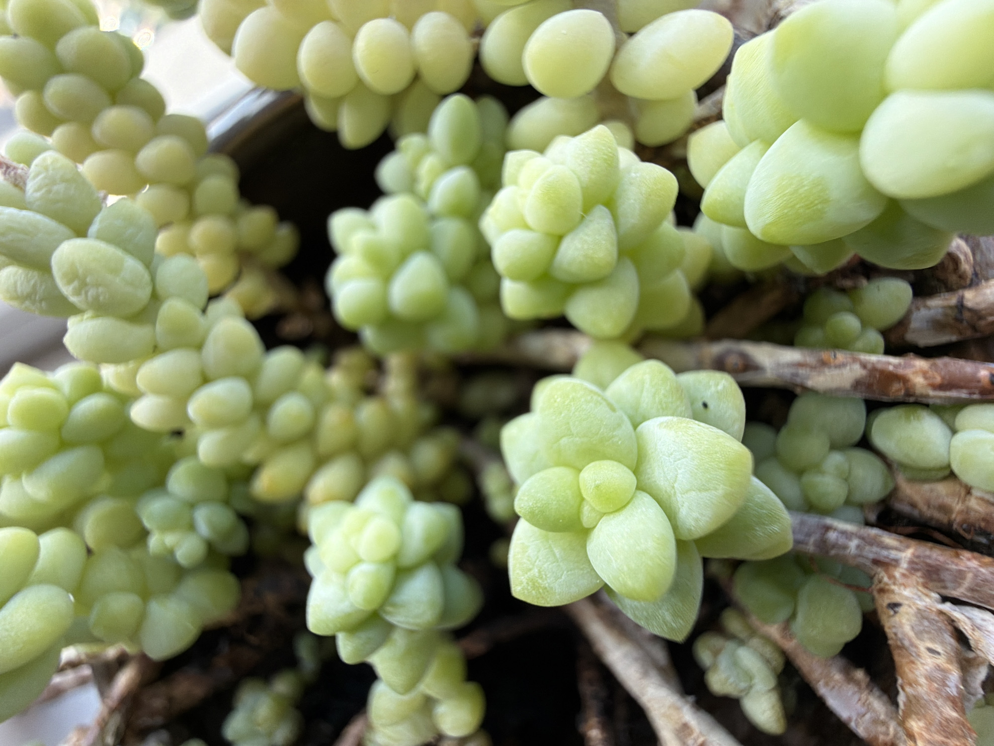 This close-up image captures a vibrant succulent plant, likely a Sedum variety such as Burro's Tail (Sedum morganianum) or Donkey's Tail (Sedum burrito). The plant is characterized by numerous trailing stems densely packed with plump, teardrop-shaped to ovate leaves, displayed in various shades of light green and yellowish-green. Many leaves show a healthy, turgid appearance, with some exhibiting subtle textural lines or faint striations on their surfaces.
The plant is situated within a pot, partially visible as dark brown or black sections at the edges and in the background, suggesting an indoor or sheltered environment. Woven among the green foliage are dry, woody stems, which are reddish-brown and contribute to the plant's cascading growth habit. The lighting indicates daytime conditions, possibly with soft, indirect light, enhancing the smooth, somewhat waxy texture of the leaves. There are no human subjects or visible text. The image focuses entirely on the botanical details and lush appearance of the succulent.