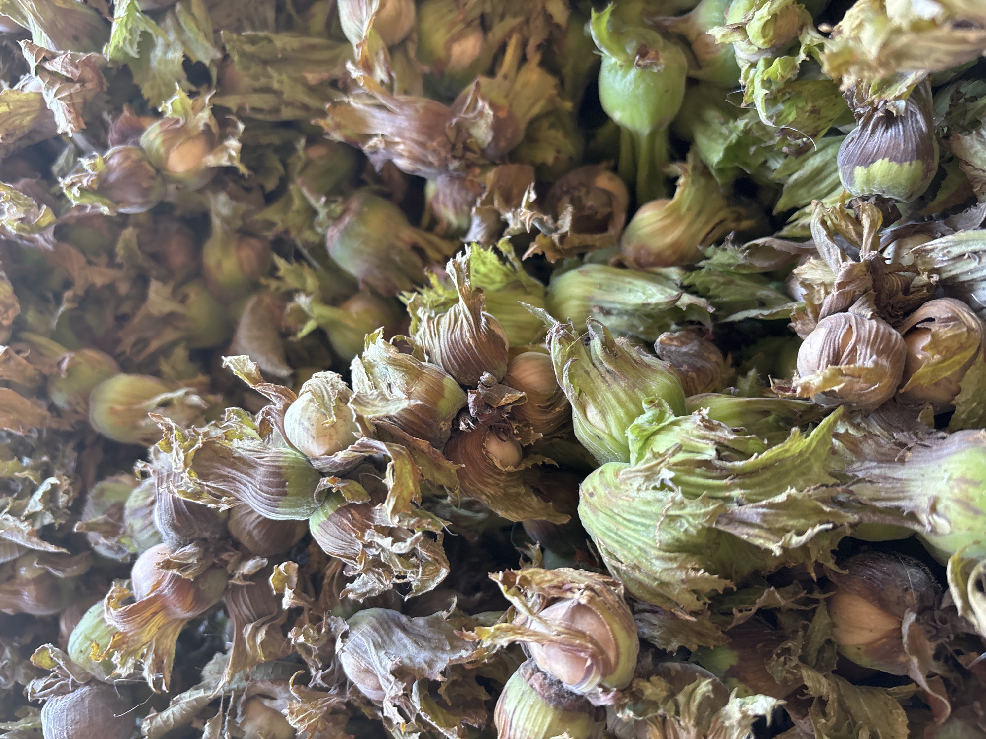 The image shows a close-up, overhead view of a large pile of freshly harvested hazelnuts. The hazelnuts are still encased in their husks, which vary in color from green to brown and have a papery, leaf-like texture. Some of the husks are partially open, revealing the nuts within. The pile is densely packed, with no discernible background or foreground. There are no people, animals, or any other objects present in the image. The lighting suggests natural daylight, casting soft shadows among the hazelnuts. The location is the city of Zvenigorod, Russia, where these hazelnuts have been recently collected.
