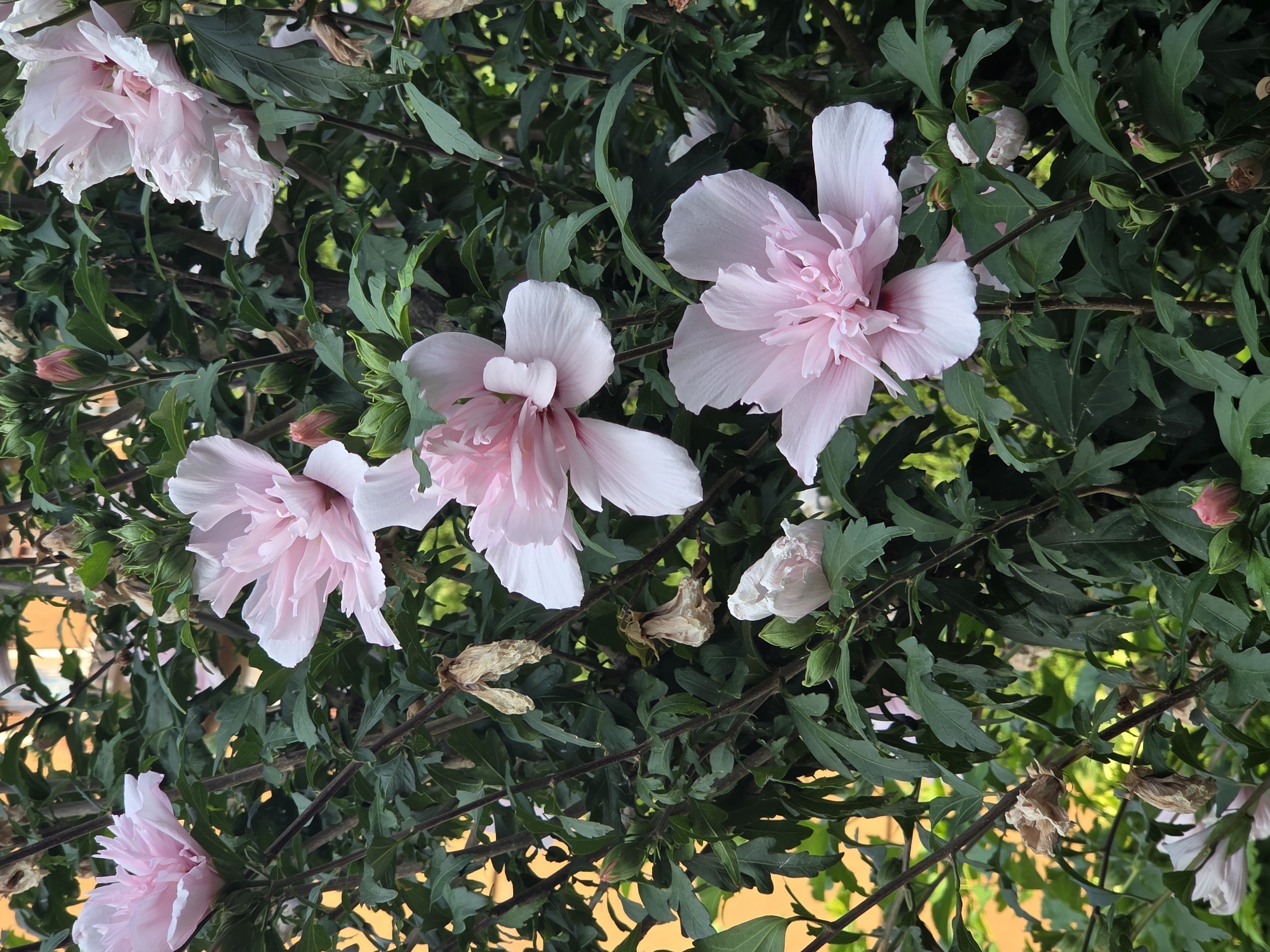 The image displays a cluster of light pink hibiscus flowers with ruffled petals and green foliage. The flowers are in various stages of bloom, with some fully open and others as buds. Several dried, brown seed pods are also visible among the leaves, suggesting the end of the blooming season. The background is a soft blur of yellow, possibly indicating a building or wall, and hints of other greenery. The scene is likely a garden or park within Verona, Italy, given the context provided. There are no people or animals present in the frame. The lighting suggests it is daytime, with diffused light casting gentle shadows.