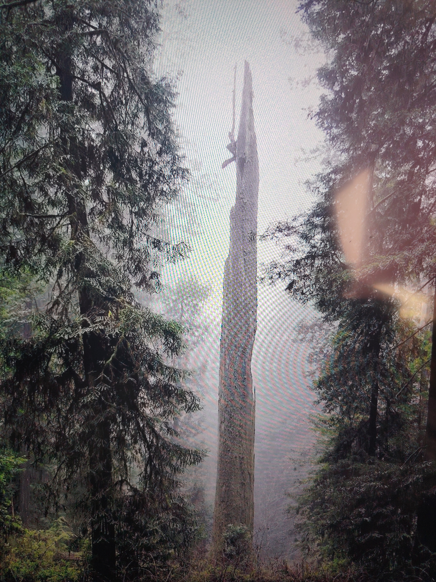 The image depicts a forest scene, shrouded in mist, with tall trees lining a path or clearing. In the center stands a prominent, dead tree, stripped of its branches and bark in the upper part, reaching high into the sky. The location is likely a natural area or parkland. No people are visible.