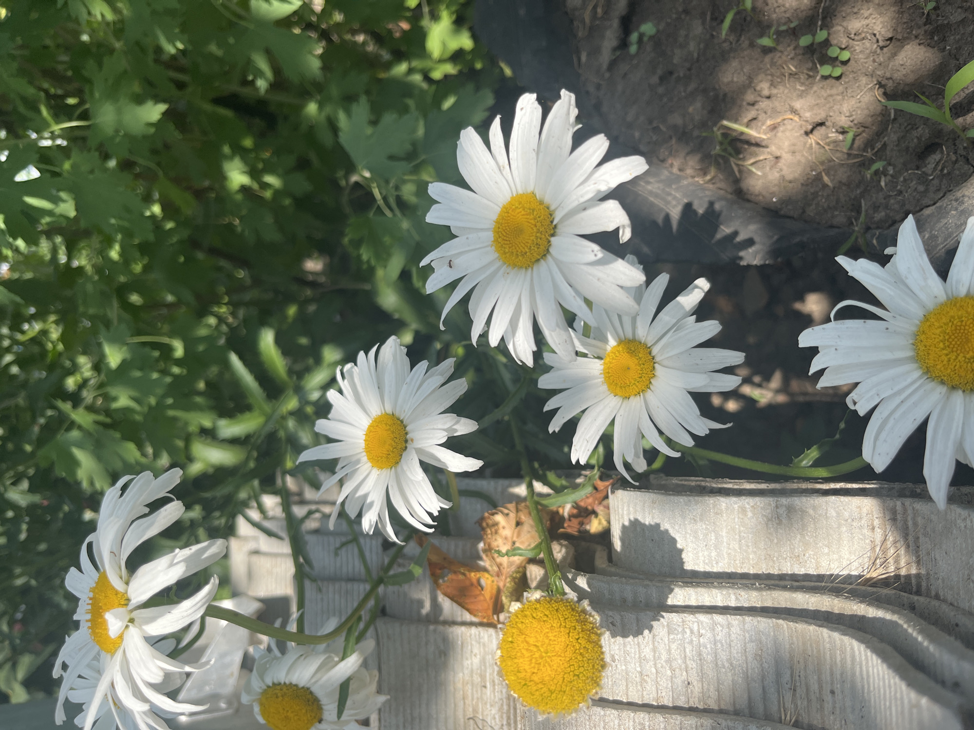 In Otrado-Olginskoye, Russia, a close-up, eye-level shot captures several white daisies with yellow centers. The flowers are in various stages of bloom, with some fully open and others still developing. A few of the daisies are positioned on top of stacked grey concrete slabs, which are partially in shadow. In the background, lush green foliage creates a blurred backdrop. The lighting suggests a sunny day, with dappled sunlight filtering through the leaves. The ground beneath the flowers is dark, loamy soil with a few small green sprouts.