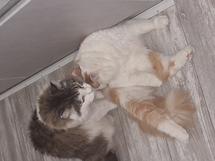 Two fluffy cats are shown lying on a light-colored wooden or laminate floor, engaged in an affectionate interaction. The image is taken from a slightly elevated, diagonal perspective.
One cat, primarily white with distinct patches of ginger/orange fur, is positioned on its back with its legs stretched out, appearing relaxed. Its head is turned towards the second cat, and its muzzle is pressed gently against the other cat's head or face, suggesting nuzzling, licking, or grooming. Its body is mostly white with ginger patches on its side and hind leg. Its tail, visible in the lower right, is also ginger and white, appearing soft and bushy.
The second cat has a beautiful mix of grey, white, and brownish-ginger fur, giving it a calico or tortie pattern with significant white areas. It is lying on its side, its head tilted slightly upwards towards the white and ginger cat. Its eyes are closed or nearly closed, and its mouth is slightly agape, conveying a sense of contentment and relaxation as it receives the affection. Its fur appears thick and soft.
The cats are positioned in a way that suggests close bonding and comfort. The floor beneath them has a light wood grain pattern, possibly laminate. In the upper left portion of the image, a light-colored wall or ceiling panel is visible, meeting the floor at an angle, indicating an indoor setting. The lighting is soft and even, highlighting the cats' fur textures. No other objects or text are visible in the frame. The overall impression is one of peace and inter-feline affection.