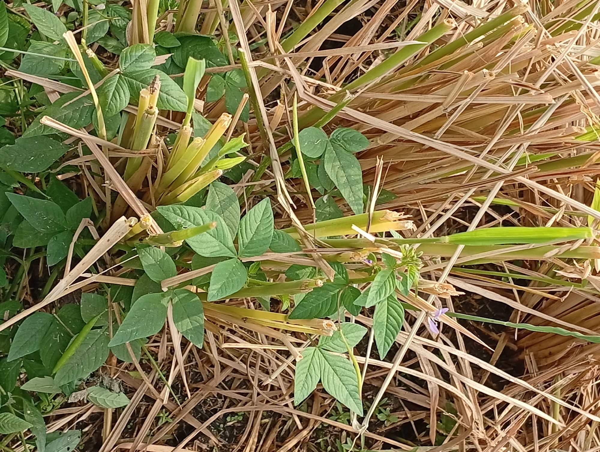 An eye-level, close-up shot displays a collection of green soybean plants intertwined with dried brown stalks of harvested crops. The soybean plants feature trifoliate leaves, with some exhibiting a light green hue and others a darker green. Several green bean pods are visible, extending from the plants. The dried stalks, likely from a cereal crop such as rice or wheat, are scattered and form a dense background. The scene is illuminated by natural daylight, creating a soft, diffused lighting effect. The overall environment suggests a field after harvest.