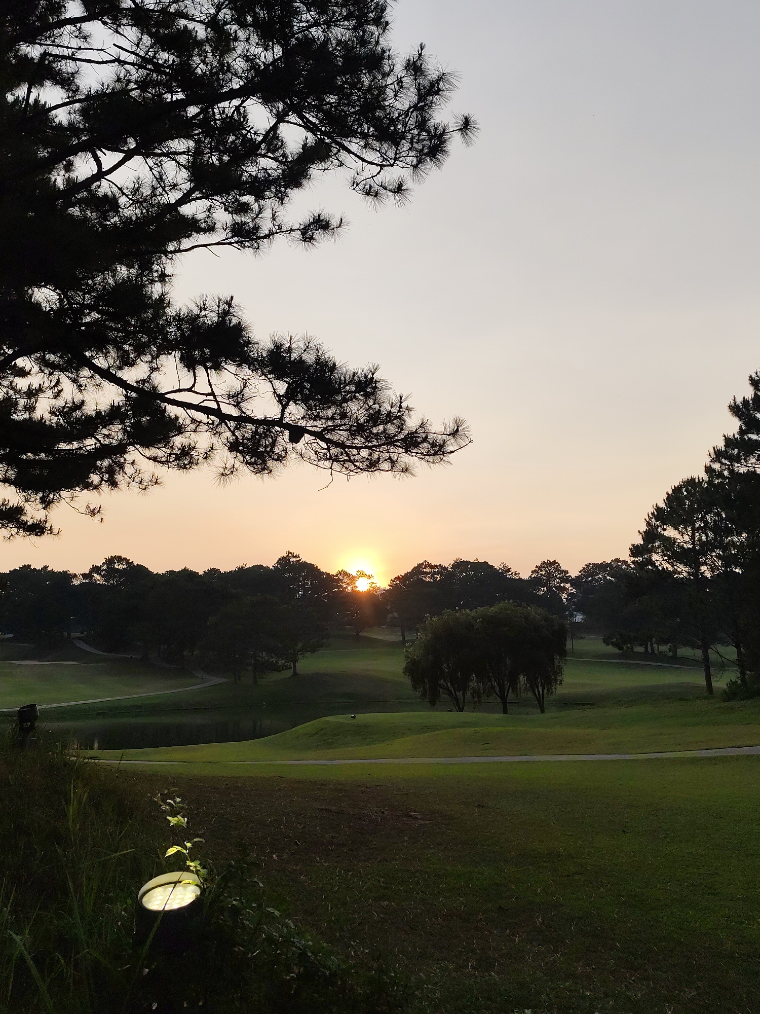The image depicts a golf course in Thành phố Đà Lạt, Vietnam, during sunset. The sun is partially obscured by trees, casting a warm glow on the horizon. The foreground features a green grassy area with a spotlight illuminating a small plant. A tree branch is silhouetted in the upper left corner. In the distance, the golf course is visible with rolling hills, trees, and a small pond. The sky is a gradient of light orange and gray.