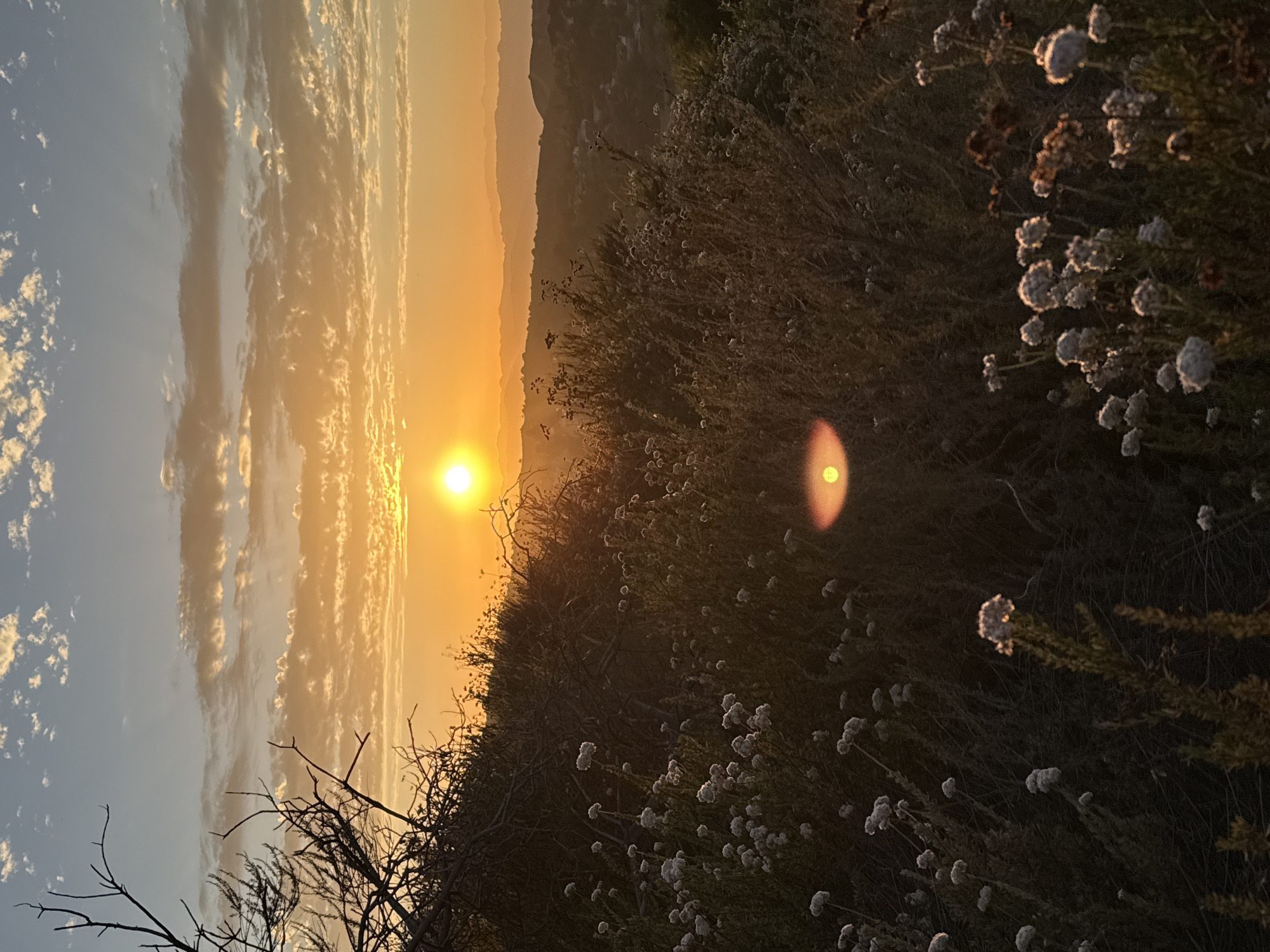 This is a vertical, wide-angle photograph capturing a sunset over a natural landscape. The sun, a bright orange orb, is low in the sky, casting a warm, golden glow across the scene. The sky is a gradient of soft blues and oranges, with streaks of wispy clouds illuminated by the setting sun.
In the foreground, a dense thicket of dry, brown vegetation and small white wildflowers dominates the right side of the frame. Bare, dark branches of a bush extend from the lower left, adding a stark contrast to the softer elements. In the distance, layered hills or mountains are visible, fading into a hazy orange glow.
The time of day is clearly sunset, indicated by the low position of the sun and the warm, diffused lighting. The weather appears clear with some scattered clouds. The setting suggests a natural outdoor environment, possibly a hillside or open field on the outskirts of a populated area, given the distant view of what might be buildings or structures on the hills. The overall mood evoked by the image is tranquil and serene, highlighting the beauty of nature during this transitional time of day. There is no visible text in the image.
