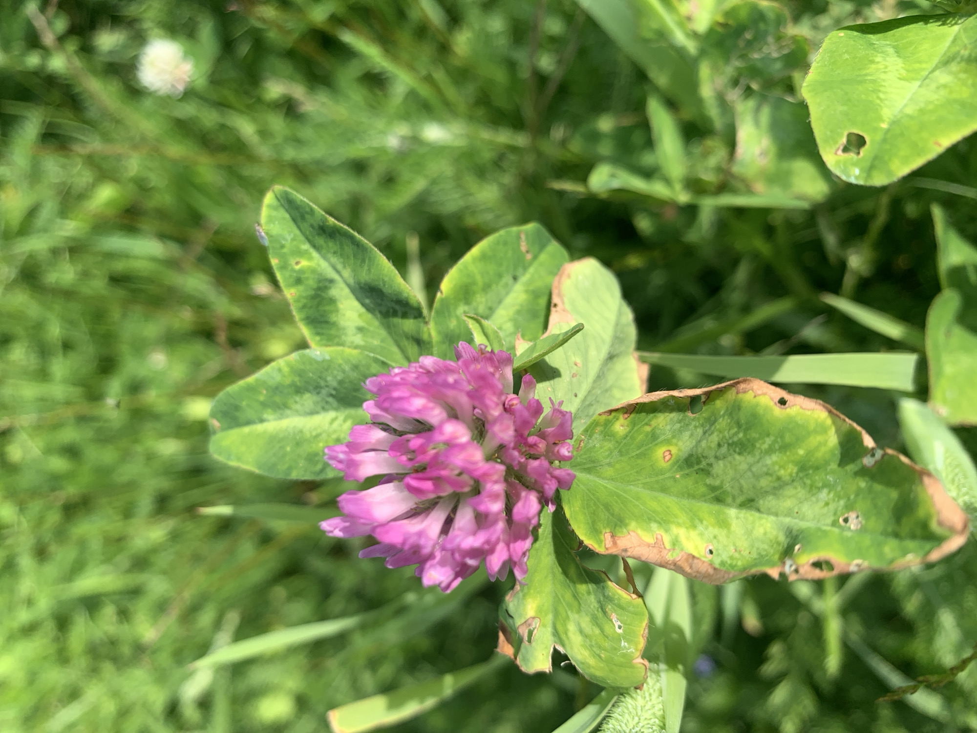 A close-up shot of a pink clover flower and its green leaves is captured in Lindo-Pustyn' (Kantaurovskii S/S), Russia. The flower is in focus, showcasing its delicate petals and intricate structure. Surrounding the flower are its leaves, some appearing healthy and green, while others show signs of browning and wear. The background is a blur of lush green grass and foliage, indicating an outdoor, natural setting. The image is well-lit, suggesting it was taken during daytime.