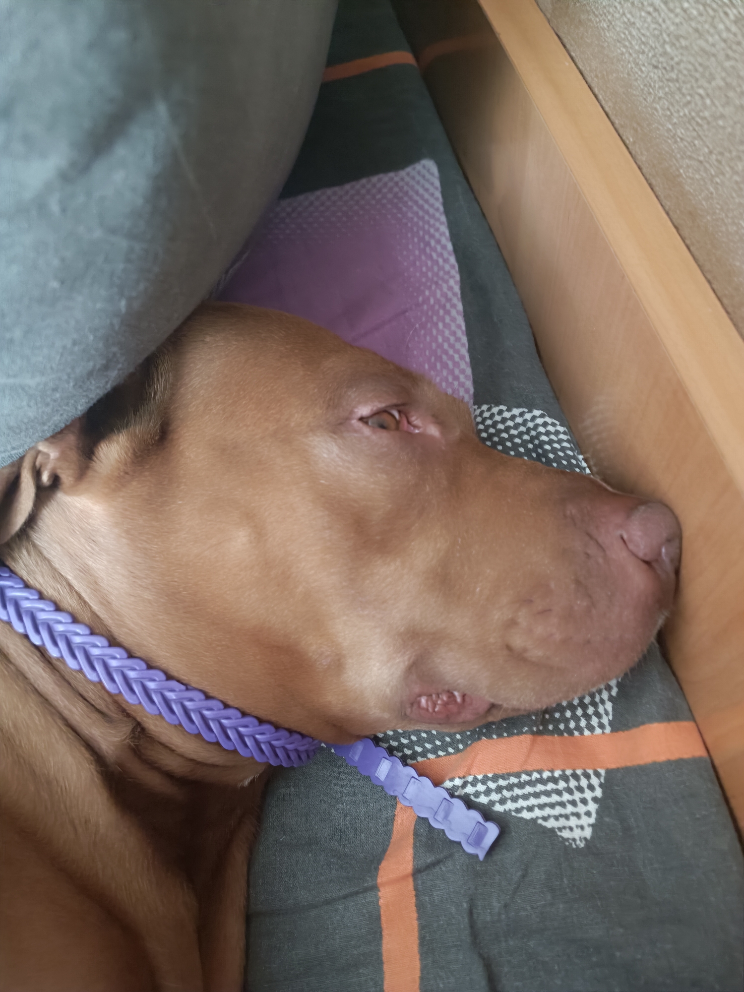 A close-up, indoor, eye-level shot captures a brown dog lying down, its head resting on a patterned surface. The dog is partially obscured by a light blue blanket, creating a sense of coziness. A distinctive purple braided collar is visible around the dog's neck. The patterned surface beneath the dog consists of dark gray fabric with white and orange geometric designs. The background features a light-colored, textured wall and a wooden surface, suggesting an indoor domestic setting. The lighting is natural and soft, illuminating the dog's fur and facial features. The dog's eyes are closed, indicating it is asleep or resting.