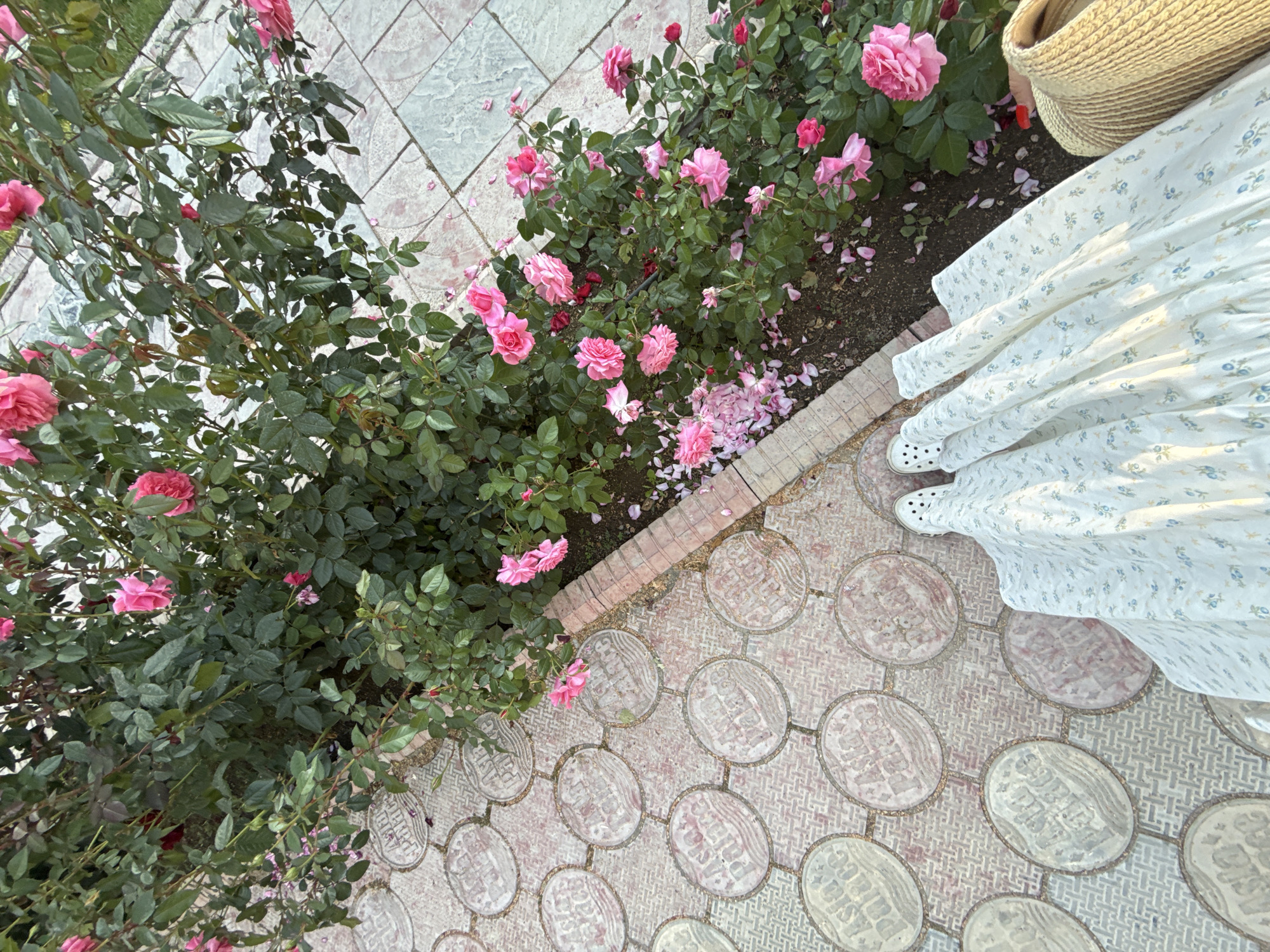 A high-angle medium shot captures a person's legs and lower torso wearing a light-colored, floral-patterned dress and white perforated shoes. They stand on a paved walkway with round, patterned tiles. To the right, a lush rose bush with vibrant pink blooms and green leaves fills the frame. Fallen pink petals are scattered across the ground and walkway. In the lower right corner, a straw bag is partially visible. The scene is set outdoors, likely in a garden or park, with the location indicated as Sary-Oy, Kyrgyzstan. The lighting suggests it is daytime, with soft shadows cast by the rose bush.