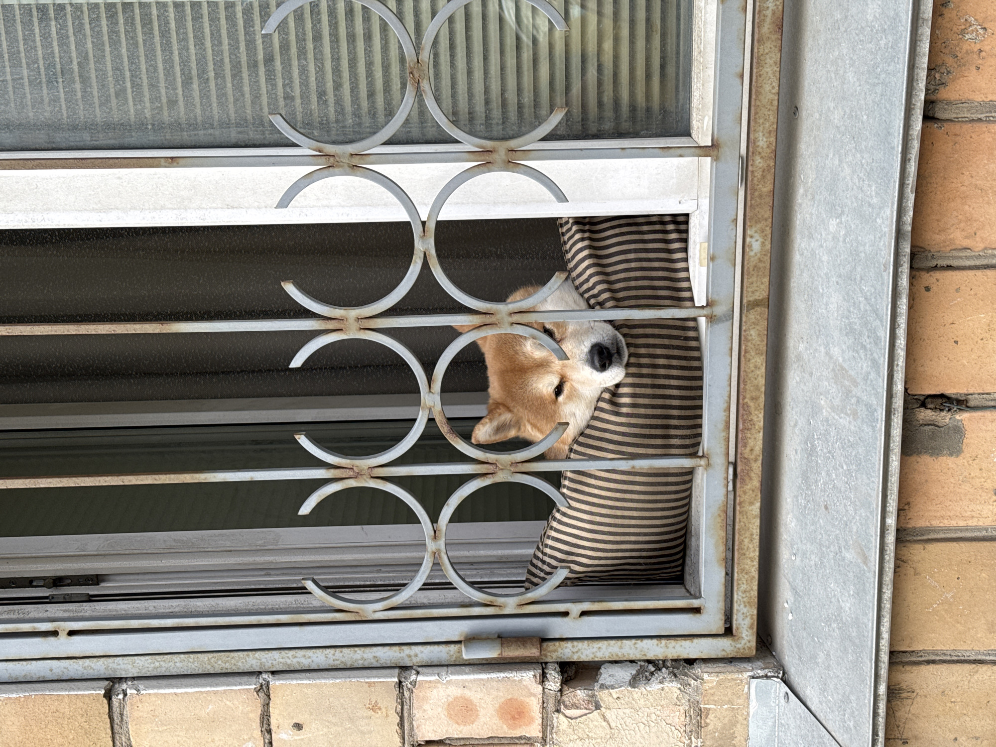 A medium shot reveals a dog's face peering from behind striped curtains, viewed through a window grill. The window frame, exhibiting signs of rust and wear, is inset within a brick wall. The scene is lit by natural daylight.