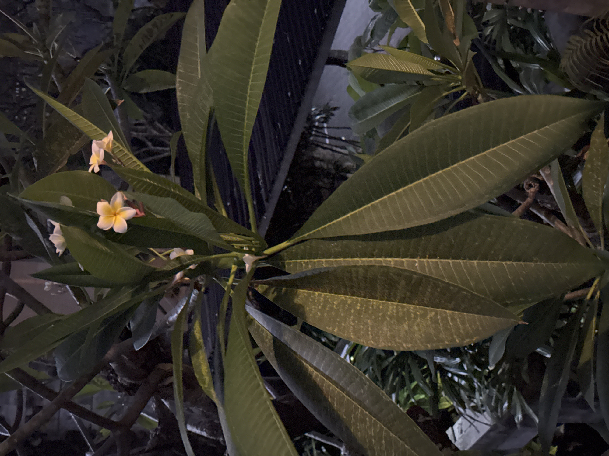 This is a close-up, nighttime photograph of a Frangipani (Plumeria) tree branch with several large, green leaves and a few small, white and yellow flowers. The leaves are long and pointed with prominent veins. The flowers are delicate and appear to be in the early stages of blooming. The background is dark and out of focus, suggesting it is night and the scene is likely outdoors. The Frangipani is a common tropical plant often found in gardens and public spaces. Given the identification of the location as Denpasar, Indonesia, this image was likely taken in a residential area, a park, or along a street where Frangipani trees are cultivated. There are no people or animals visible in the image. The overall impression is one of natural beauty illuminated by artificial light.