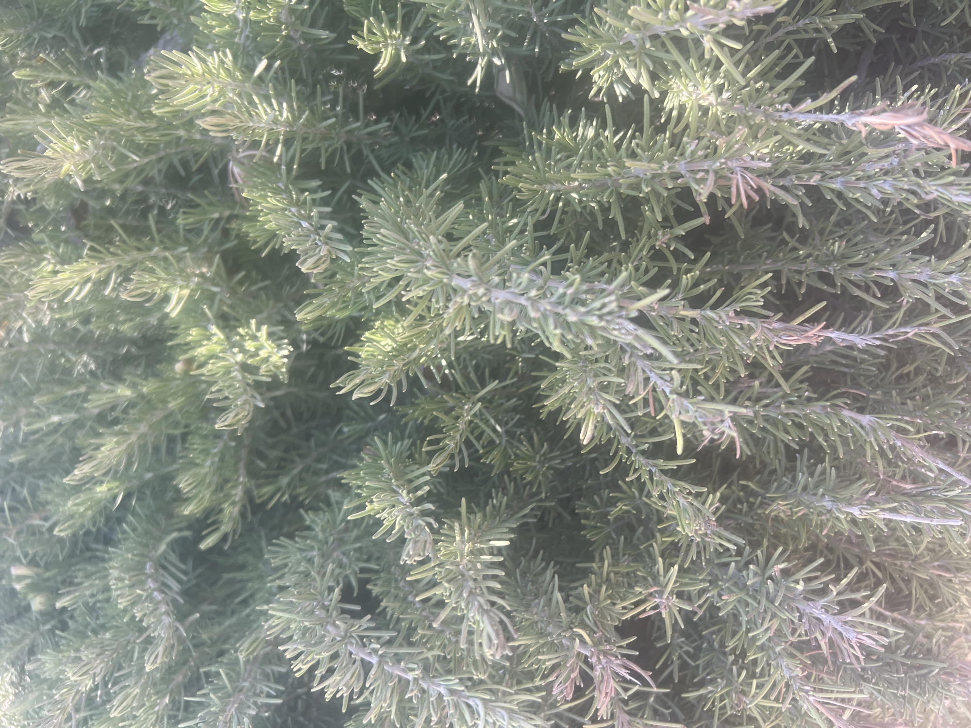 The image is a close-up, overhead shot of a dense rosemary bush. The rosemary is green and appears healthy, with thin, needle-like leaves. The lighting suggests it is daytime, with sunlight filtering through the branches, creating highlights and shadows. There are no people or specific landmarks visible in the image. The scene is one of nature, specifically a cultivated plant, and does not provide any information about its location within the city of Hadera, Israel.