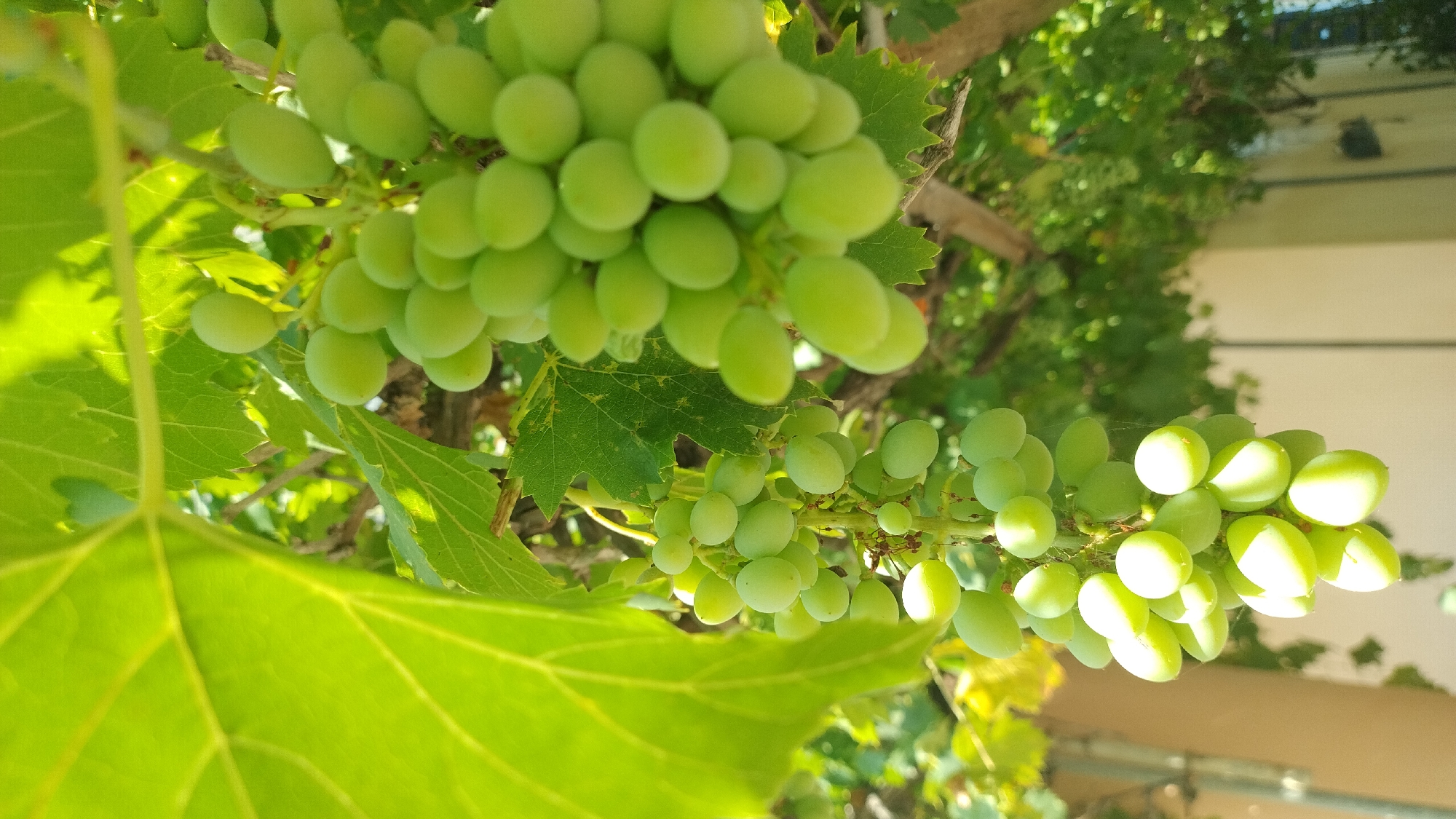 The image shows a close-up view of several bunches of green grapes hanging from a vine. The grapes are small and round, with some appearing more oval. They are illuminated by sunlight, creating bright highlights on their surfaces. Large, vibrant green grape leaves are visible in the foreground and around the bunches of grapes, some with serrated edges. The background is softly blurred, showing more greenery from the vine and trees, as well as a light-colored building with horizontal siding, suggesting an outdoor setting. The lighting indicates it is daytime, likely sunny. The scene evokes a sense of nature and agriculture. There is no visible text in the image.