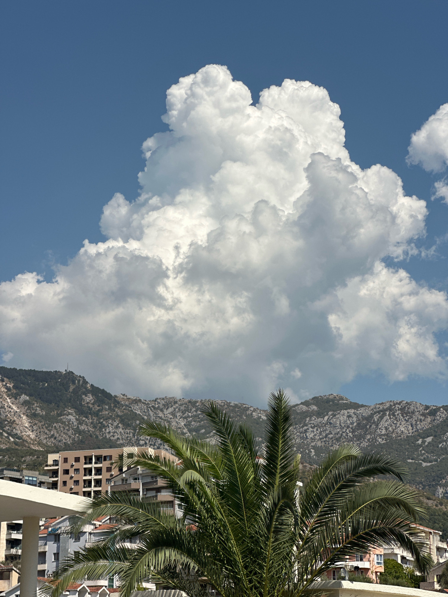 A panoramic view captures the coastal city of Bečići, Montenegro, under a bright blue sky punctuated by voluminous, white cumulus clouds. In the foreground, the lush green fronds of a palm tree dominate the lower portion of the frame, their feathery leaves catching the sunlight. Behind the palm, a cluster of modern buildings with multiple stories and balconies are visible, their architecture suggesting a resort or residential area. The structures are a mix of neutral tones and muted colors, with some featuring terracotta-tiled roofs. In the background, rugged, treelined mountains rise majestically, their rocky slopes contrasting with the softer textures of the clouds and foliage. The scene evokes a sense of a warm, sunny day in a Mediterranean climate.