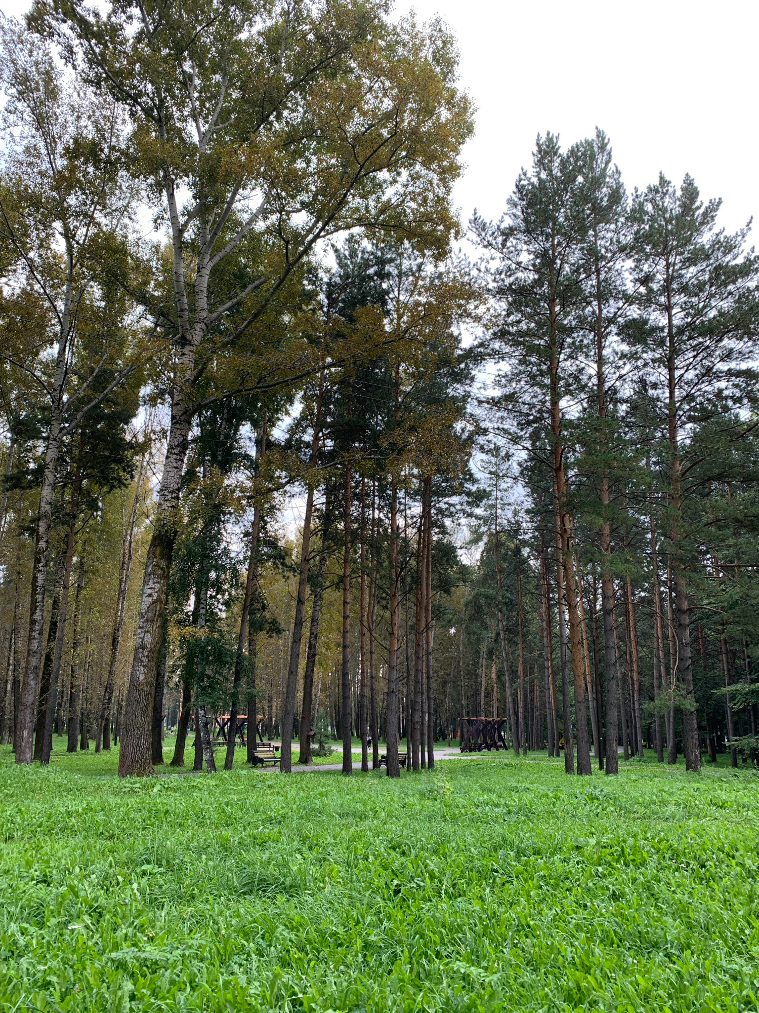 This is a full-frame, eye-level, vertical, outdoor, wide-angle shot taken on an overcast day. The scene is a park with dense trees, a grassy clearing, and some park amenities.
In the foreground, a thick, vibrant green lawn dominates the lower half of the frame, with a slight upward tilt to the camera. The grass is lush and appears to be a mix of different plants, with some taller stalks interspersed with shorter ground cover.
In the middle ground, a path or clearing is visible, leading into a wooded area. To the left, several tall birch trees with white bark and sparse, greenish-yellow leaves are prominent. To the right, a dense cluster of tall, slender pine trees with dark green foliage creates a stark contrast. Between the birch and pine trees, a wooden playground structure and a park bench are visible. Further into the background, more trees are visible, forming a dense forest.
In the background, the trees continue, with the sky peeking through the gaps in the canopy. The sky is overcast and white, suggesting a cloudy day.
There are no visible people in the image, but the presence of park amenities indicates it is a public space. The overall impression is one of a serene, natural environment within a city park.