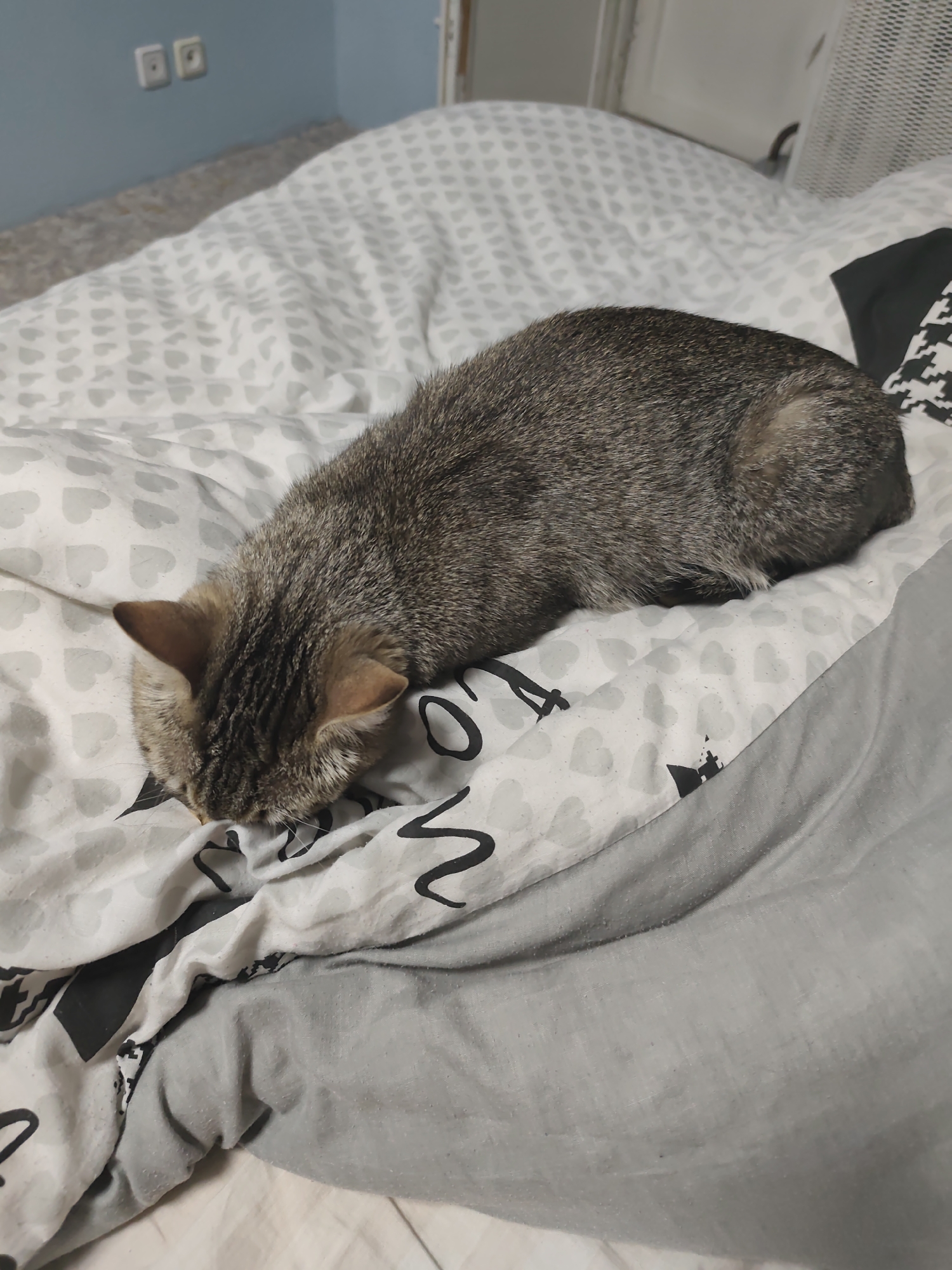 A gray and brown tabby cat is lying on a bed covered in a white duvet with a gray heart pattern. The cat is facing left with its head buried in the duvet. The bedding includes a gray sheet or blanket. The location appears to be an indoor bedroom, suggested by the presence of electrical outlets on a light blue wall and a white radiator. The city of Chaikovsky, Russia, cannot be confirmed from visual information.