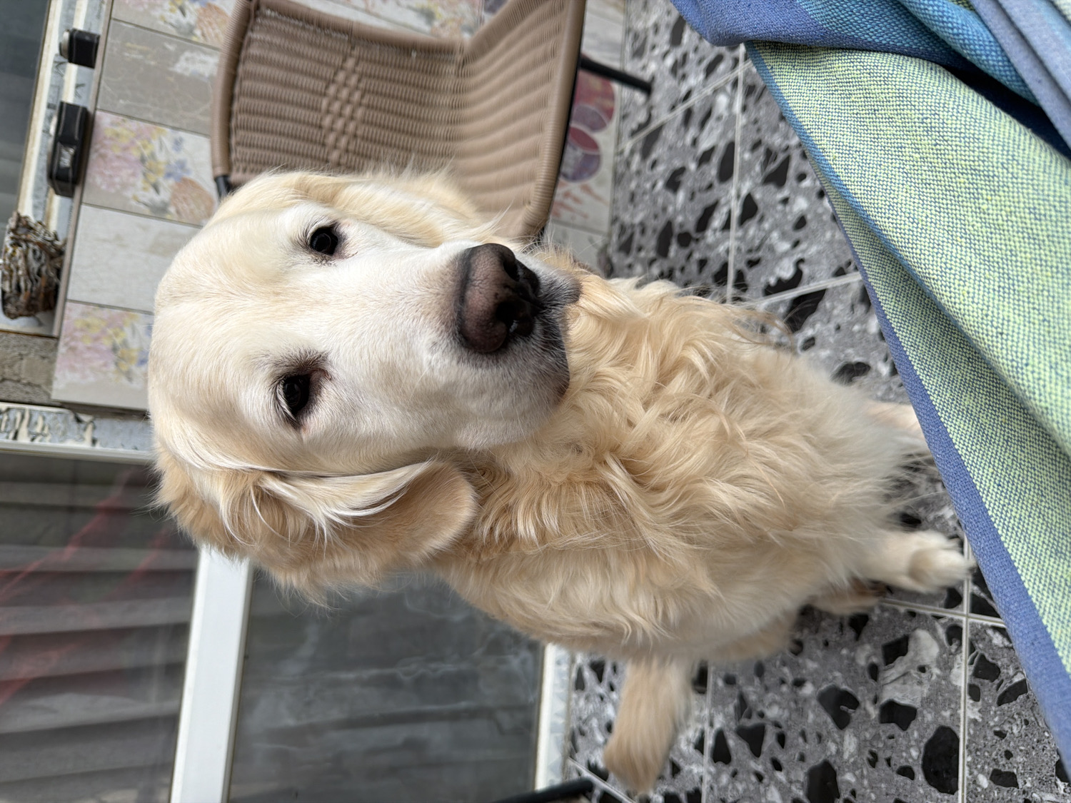 The image captures a cream-colored Golden Retriever from a high angle, with the scene rotated counter-clockwise. The dog is the main subject, looking directly at the camera with an attentive and gentle expression, its head slightly tilted. Its fur is fluffy and light-colored, and its dark eyes and prominent black nose are clearly visible.
The setting appears to be an indoor or covered outdoor space, likely a balcony or patio, characterized by patterned tiled flooring. The floor in the foreground features dark grey and black speckled tiles, transitioning to lighter, possibly decorative floral-patterned tiles further back. A light brown, woven chair is partially visible behind and above the dog's head. To the right, a vibrant blue and light green striped fabric item, possibly a blanket or cushion, adds a touch of color. A white frame, likely part of a window or door, is visible on the left side of the image. The lighting indicates it is daytime. No text is visible.