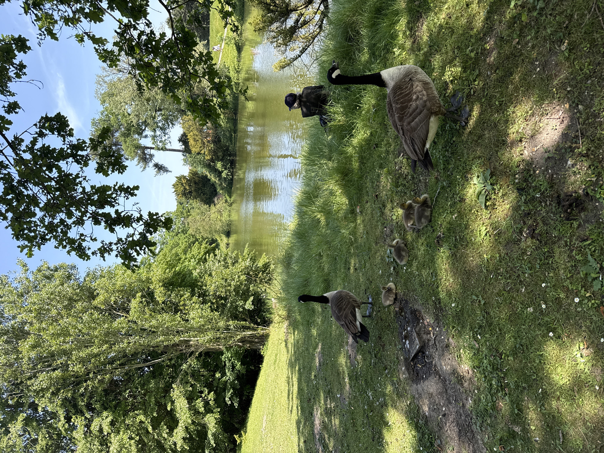 The image captures a scene in a park setting, possibly in Paris, France. A body of water is visible in the background, with trees and greenery lining its banks. Two Canada geese stand on the grassy bank, accompanied by four goslings. A person sits near the water's edge, seemingly observing the geese. The environment suggests a tranquil park setting, with the presence of wildlife indicating a natural environment within an urban area.
