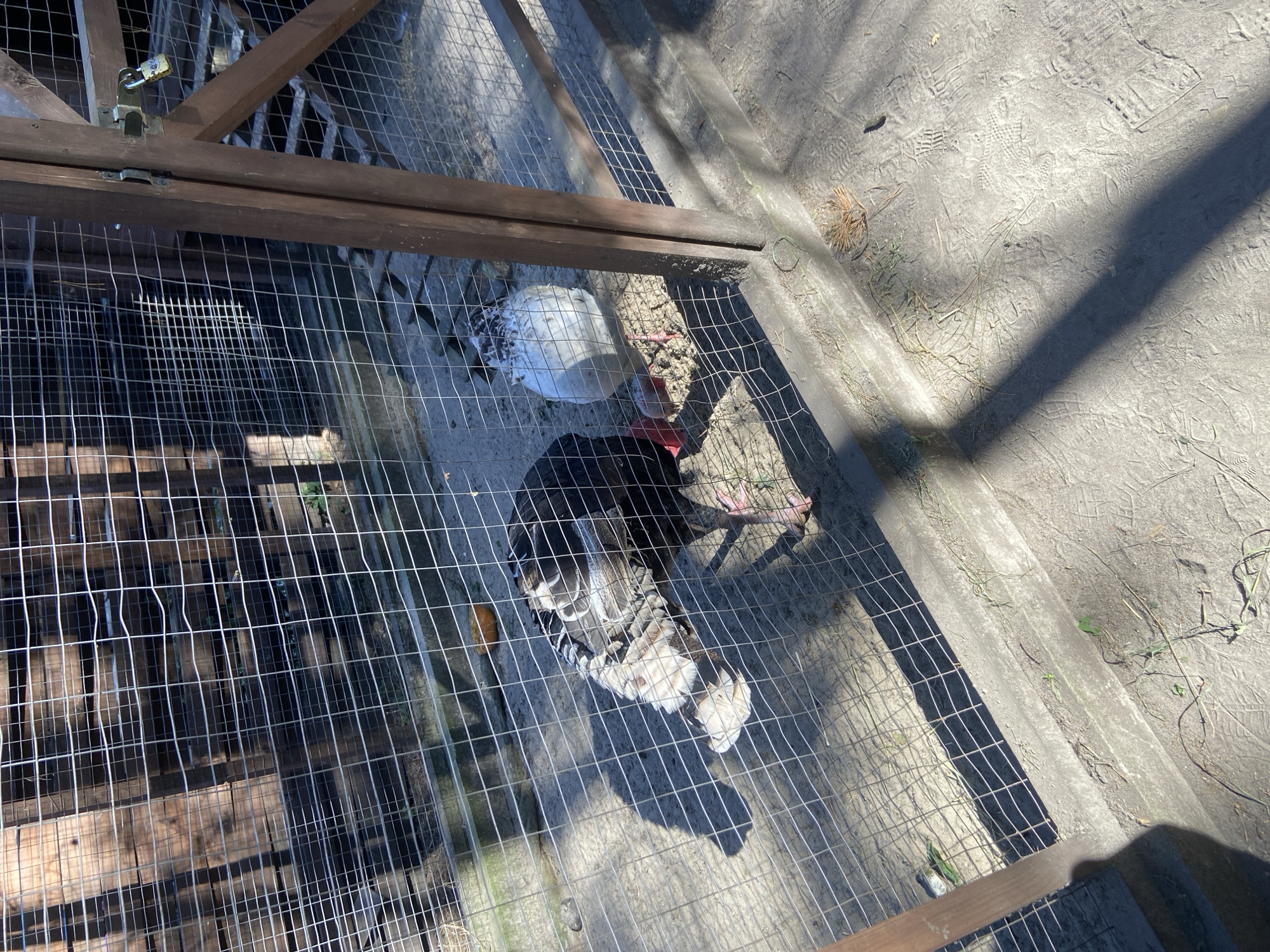 In a sunlit enclosure with a wire mesh fence and wooden posts, two turkeys are visible. One turkey, predominantly black with white and grey markings on its feathers, is facing towards the right, with its head lowered as if pecking at the ground. Its legs and feet are pink. Behind it, a second turkey with white feathers and some black markings is also visible. The ground inside the enclosure appears to be sandy dirt, with scattered dry grass and debris. A wooden structure with a padlock is visible on the right side of the image. The scene appears to be an outdoor aviary or farm enclosure. The specific location within the city of Kyiv, Ukraine, cannot be determined from the visual information provided.