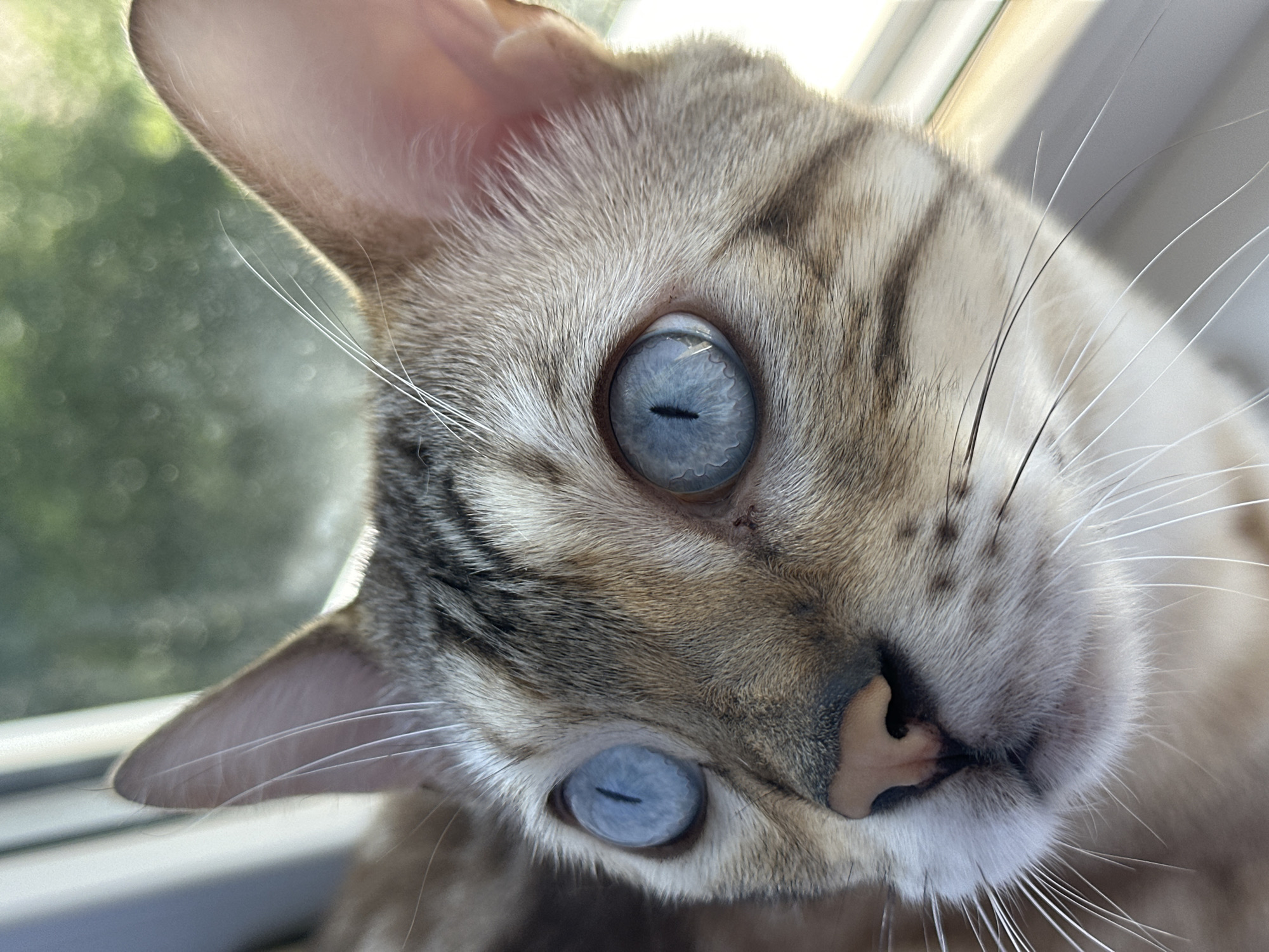 A close-up, eye-level, medium shot captures the face of a Bengal cat with striking blue eyes, looking towards the left. The cat's fur displays the breed's characteristic spotted pattern in shades of brown and cream. The background is softly blurred, suggesting an indoor setting with natural light filtering in, possibly from a window, casting a bright, diffused illumination on the cat's face. The overall impression is one of gentle curiosity. There is no discernible location within the city of Energetik, Russia, or any other identifiable geographical markers.