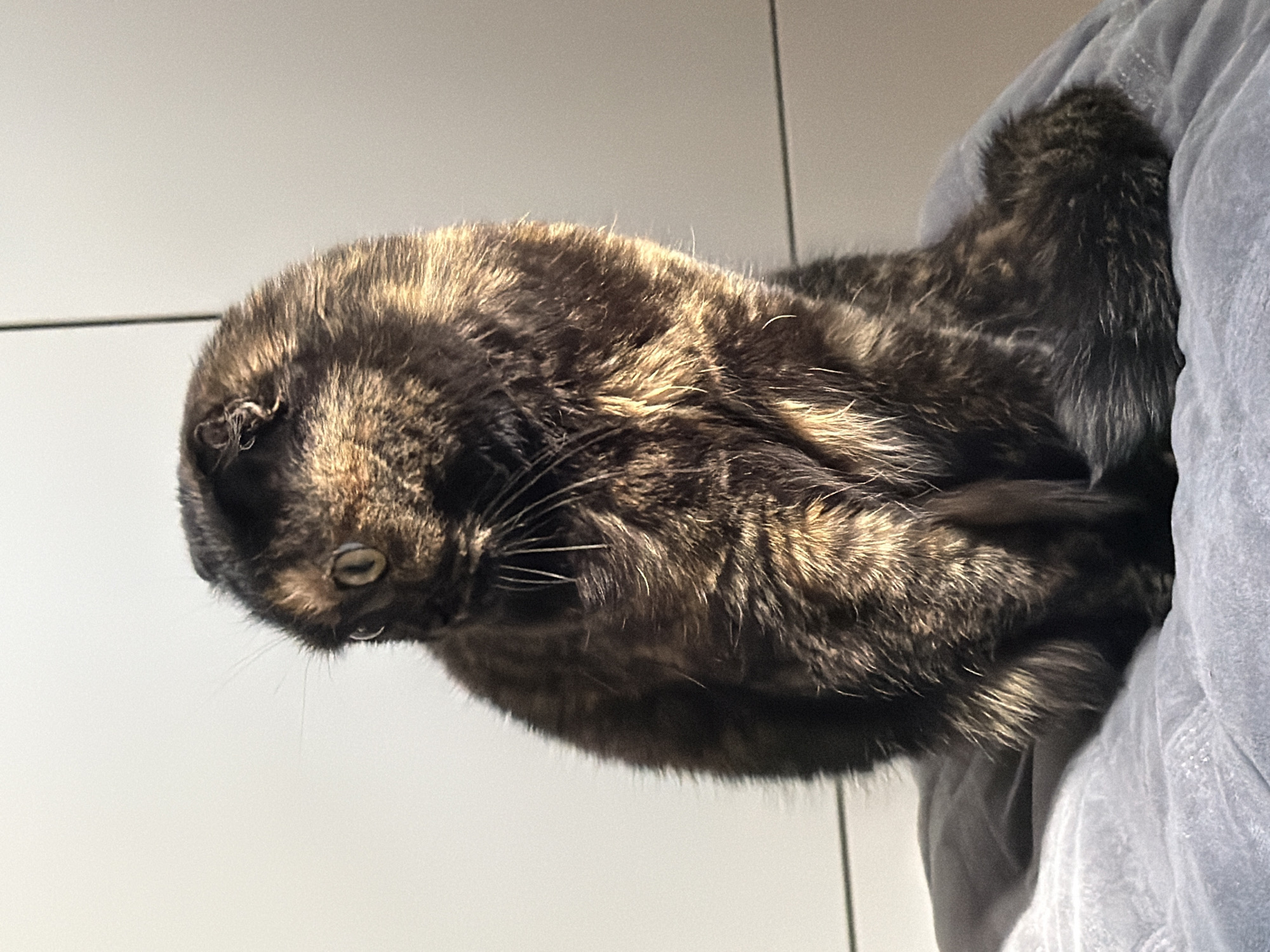 A tortoiseshell cat is curled up on a light gray blanket. The cat is lying on its left side, with its head tilted downwards. Its eyes are partially open. The cat's fur is a mix of black, brown, and gold. The background is a light gray wall with a vertical seam. There is no indication of this image being taken in the city of Chaikovsky, Russia.