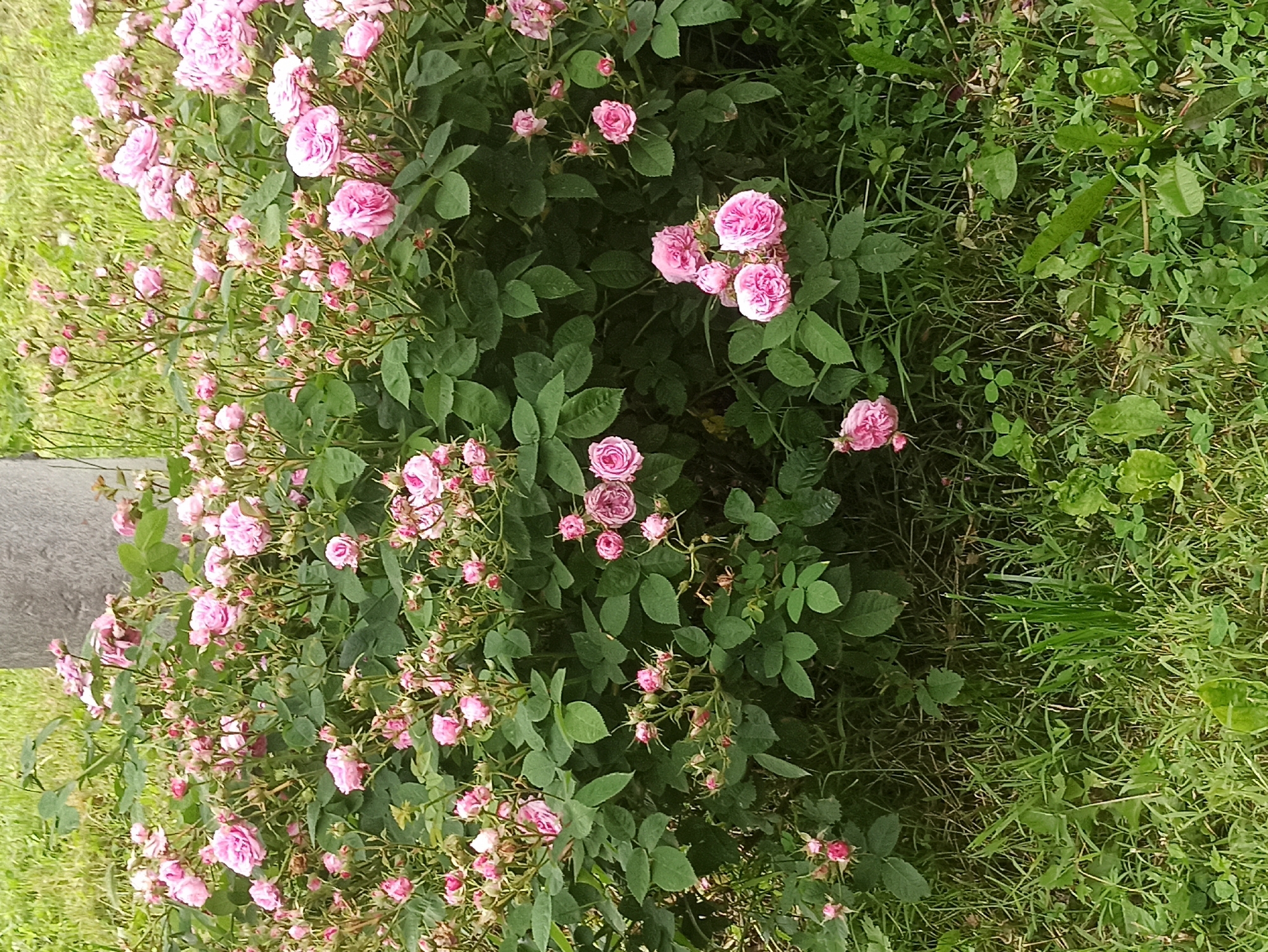 A close-up, top-down view shows a dense bush of small pink roses, interspersed with green leaves and stems. The roses are in various stages of bloom, with some buds tightly closed and others fully open with ruffled petals. The overall color palette is dominated by shades of pink and green. The bush is situated outdoors, with patches of green grass visible to the left and right of the roses. The grass appears somewhat unkempt, with longer blades mixed with shorter, denser growth and clover-like plants. A gray, concrete object, possibly a curb or planter edge, is visible along the left side of the image. The lighting suggests it is daytime, and the overall impression is one of natural growth and blooming in a garden or natural setting. No people or text are visible in the image.
