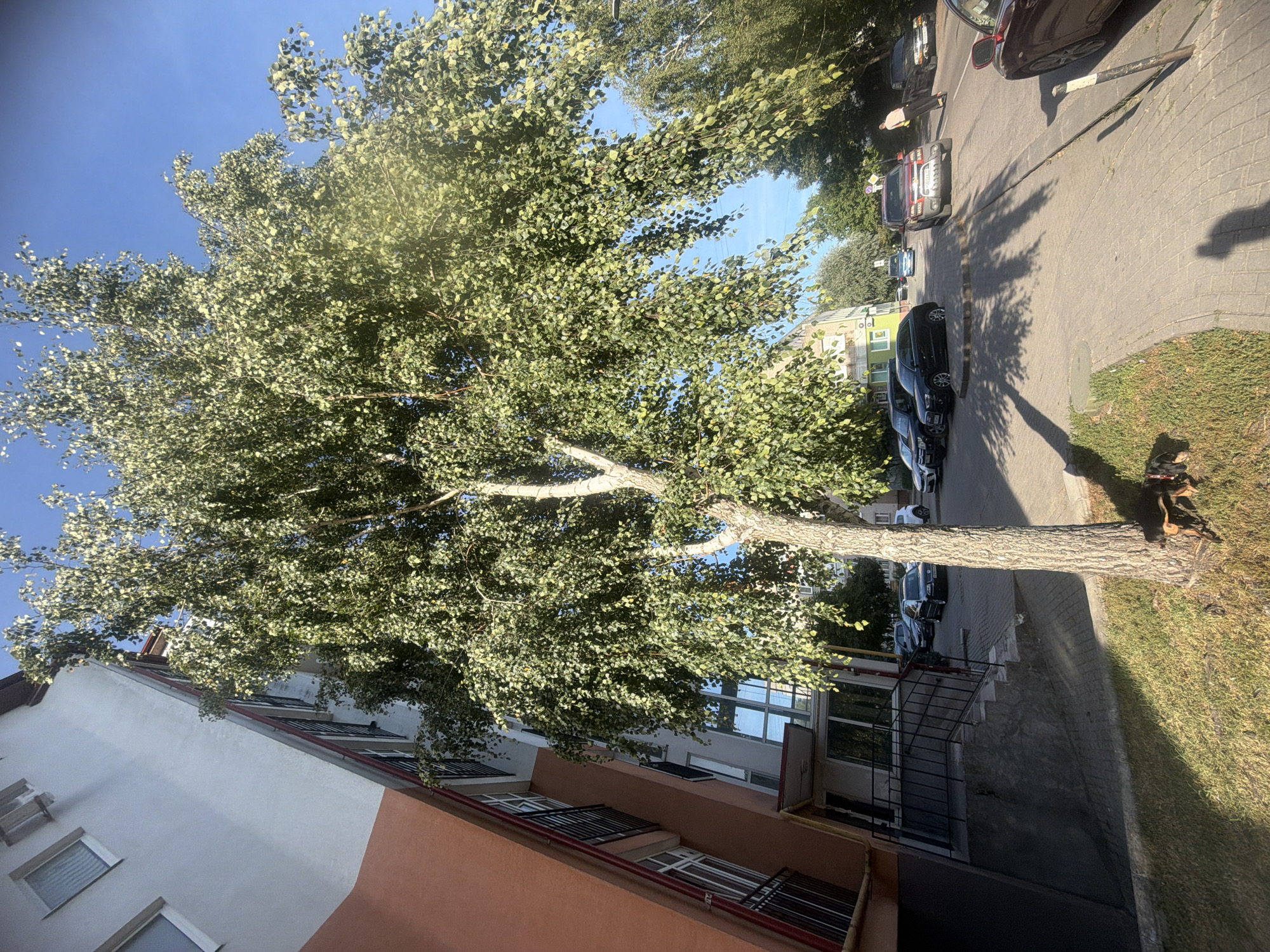 The image depicts a street scene in Kaliningrad, Russia, on a clear, sunny day. The foreground features a large birch tree with lush green foliage, its trunk rough and textured. To the left of the tree is a multi-story building with a distinctive orange and white facade, featuring several windows with dark grates. A paved walkway with visible brickwork runs alongside the tree and building, leading to a set of concrete stairs that descend towards the building's entrance.
In the background, a street is lined with parked cars, including a black Audi, a light blue sedan, and a red SUV. A person in a light-colored shirt and dark pants is visible walking away from the viewer on the right side of the street, carrying a yellow object. The street itself is paved and appears to be a typical urban road. The sky is a vibrant blue, indicating fair weather. The overall impression is that of a quiet residential or commercial area on a bright afternoon.