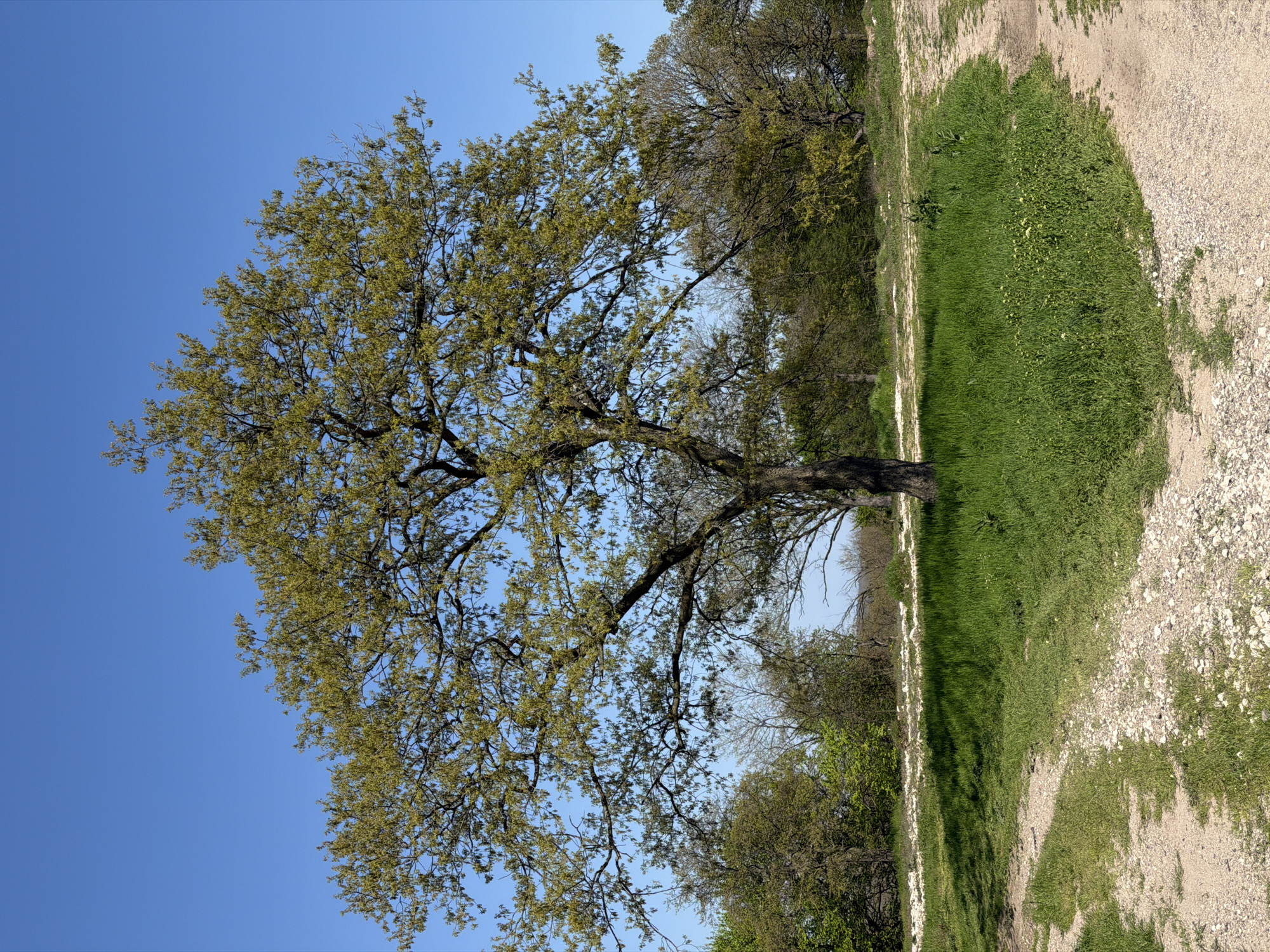 A landscape oriented image shows a tree with light-green foliage set against a clear blue sky. The tree's trunk is positioned to the right of the frame, and its branches extend outward and upward, taking up much of the left side of the image. To the right of the tree, there is a narrow path bordered by green grass on one side and a dirt and gravel area on the other. Further back, there is a line of trees and bushes, merging into the landscape. The photograph appears to be taken in a rural or park-like setting, possibly in Priseltsi, Bulgaria.