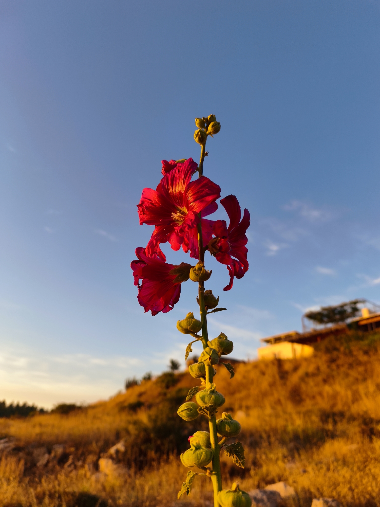 This vibrant photograph captures a tall stalk of a red flower, likely a mallow or hollyhock, prominently displayed against a golden-hour sky in the Lachish Regional Council, Israel. The plant, centered in the frame, features several striking crimson-red flowers blooming near its top, their petals intensely illuminated by the warm, low sun. Yellow stamens are visible within the open blossoms. Further down the stalk, numerous green, spherical buds or seed pods are present.
The background is bathed in the warm, diffused light of either sunrise or sunset. A gently sloping hillside covered in dry, golden-brown grasses stretches across the midground, glowing brightly. Darker green foliage, possibly shrubs or trees, can be seen on the left side of the hill. On the crest of the hill to the right, a light-colored building with a flat roof is visible, also touched by the golden light.
The sky above transitions from a deep blue overhead to a lighter, warmer hue near the horizon, indicating the early or late hours of the day. The clear conditions suggest good weather. The composition places the natural beauty of the flower against a scenic, sun-drenched landscape, evoking a sense of tranquility and warmth. There is no discernible activity or text in the image.