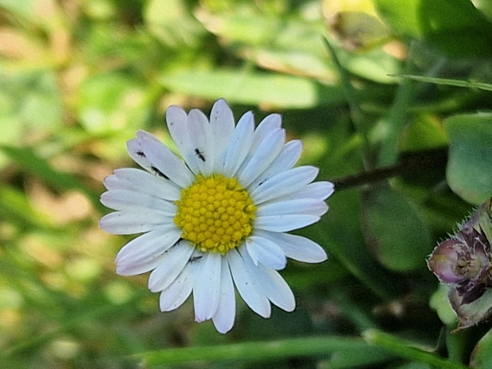 A close-up, eye-level shot captures a single daisy in bloom, its white petals radiating outwards from a bright yellow center. Two small black ants are visible on the petals, one on the upper left and another on the upper right. The flower is set against a blurred background of lush green grass and dappled sunlight, suggesting an outdoor setting. A small, purple bud-like structure with spiky edges is present in the lower left corner of the frame. The scene is likely located in Lipí, Czechia, given the natural environment depicted.